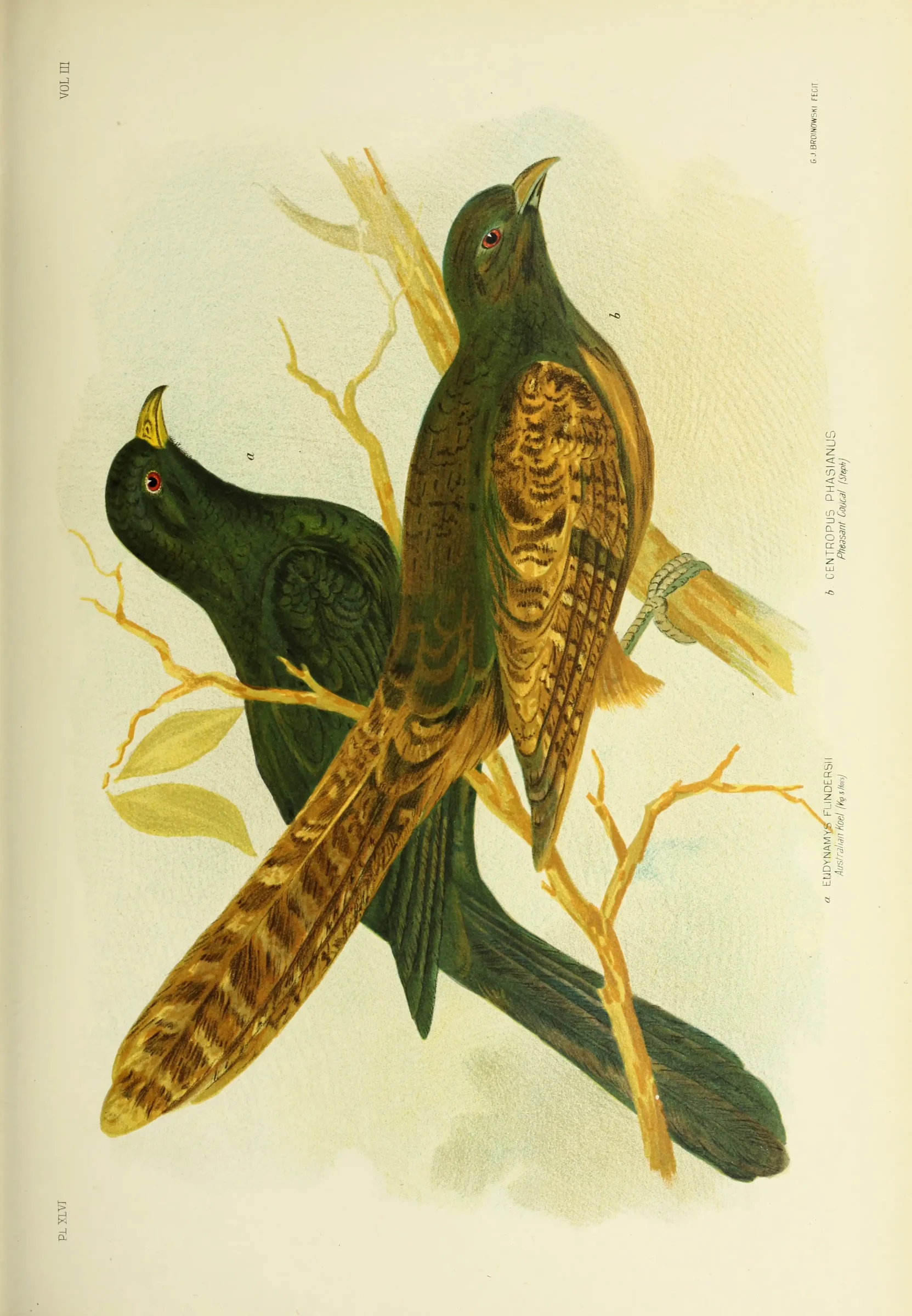 Historical bird plate: Pacific Koel