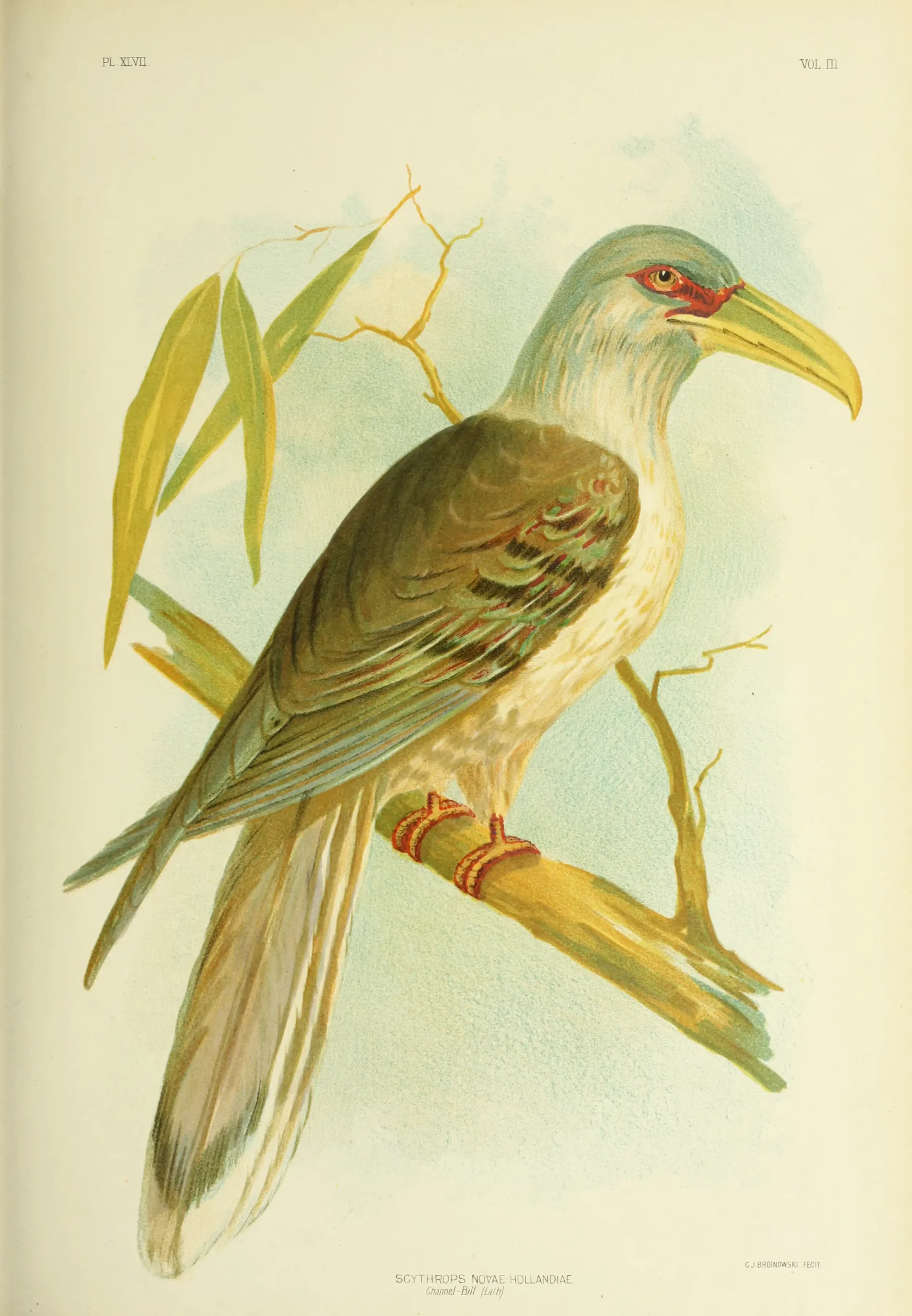 Historical bird plate: Channel-billed Cuckoo