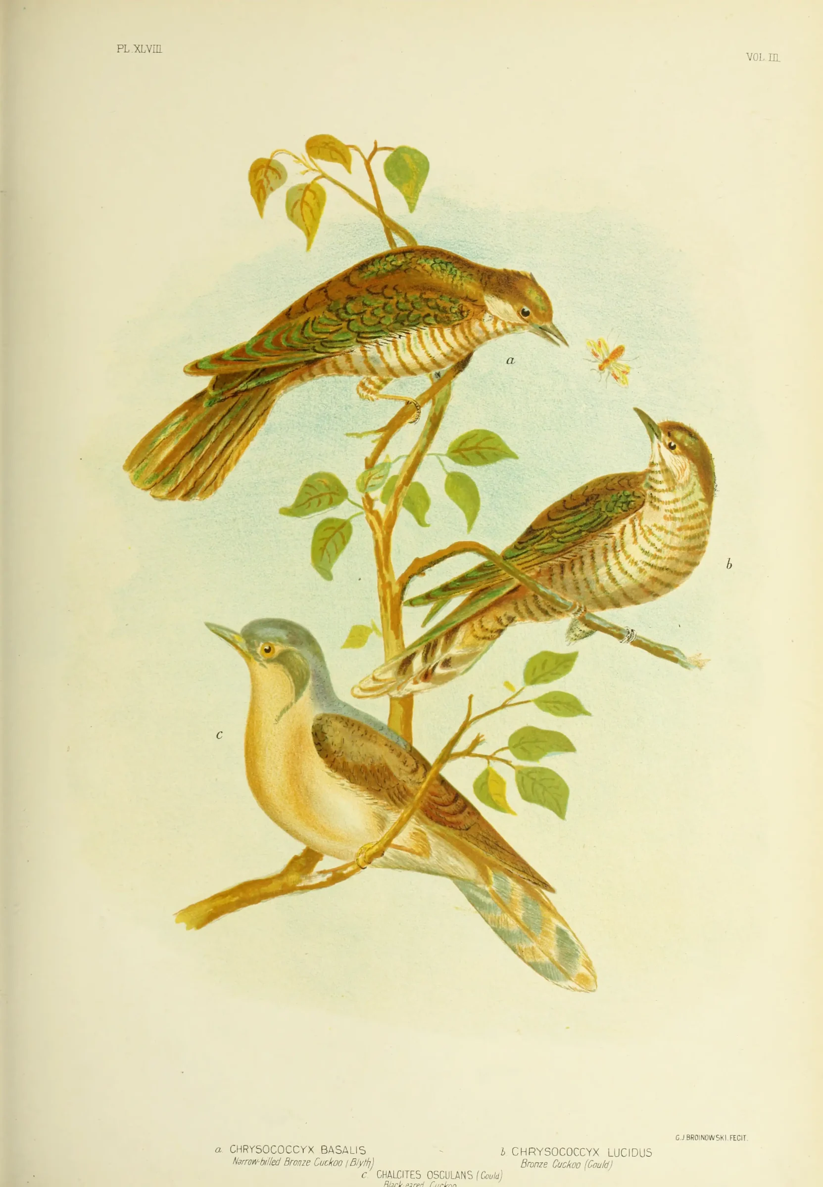 Historical bird plate: Black-eared Cuckoo