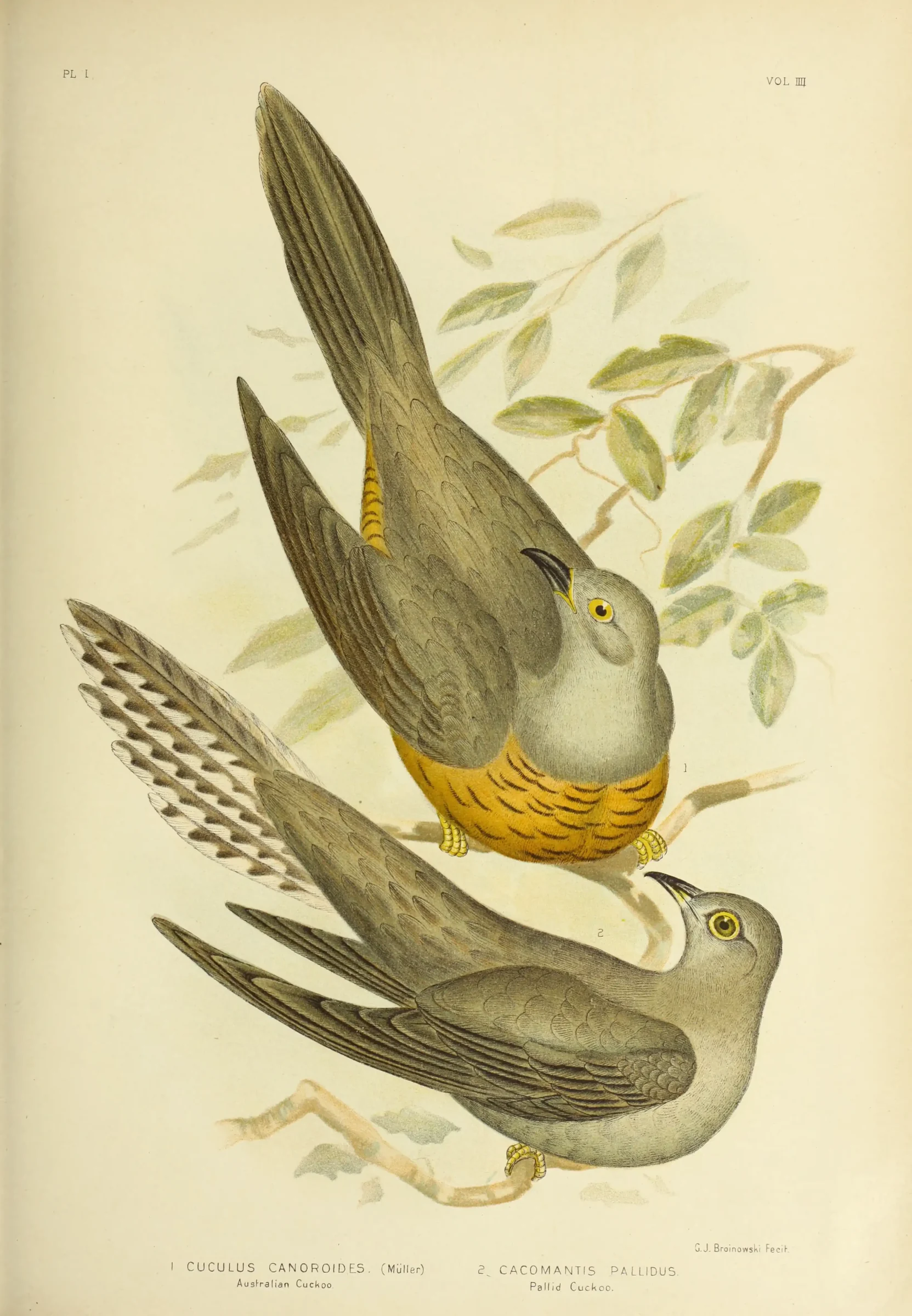 Historical bird plate: Oriental Cuckoo