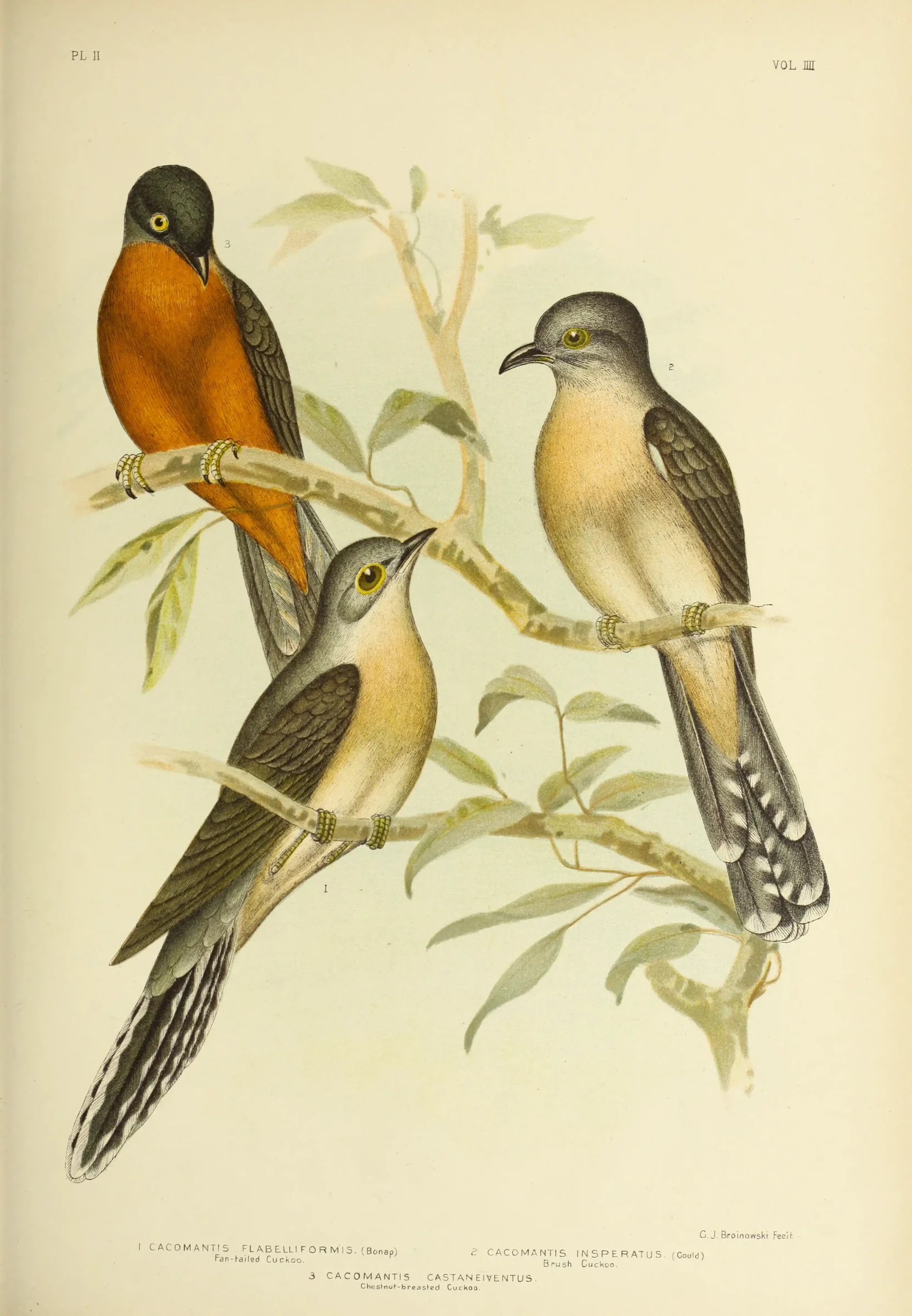 Historical bird plate: Sahul Brush Cuckoo
