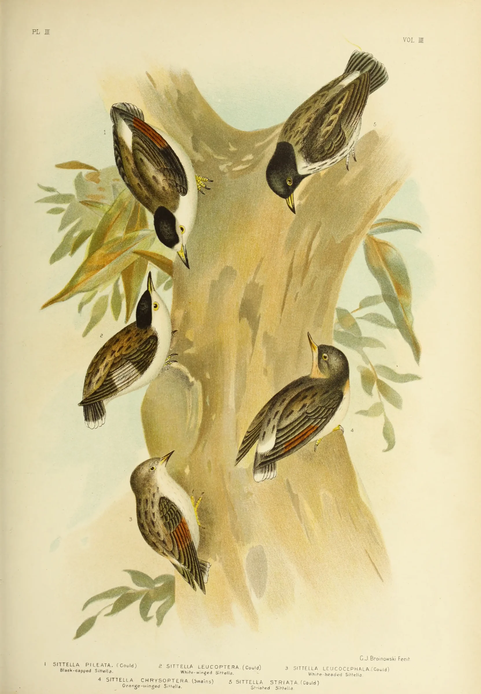 Historical bird plate: Varied Sittella