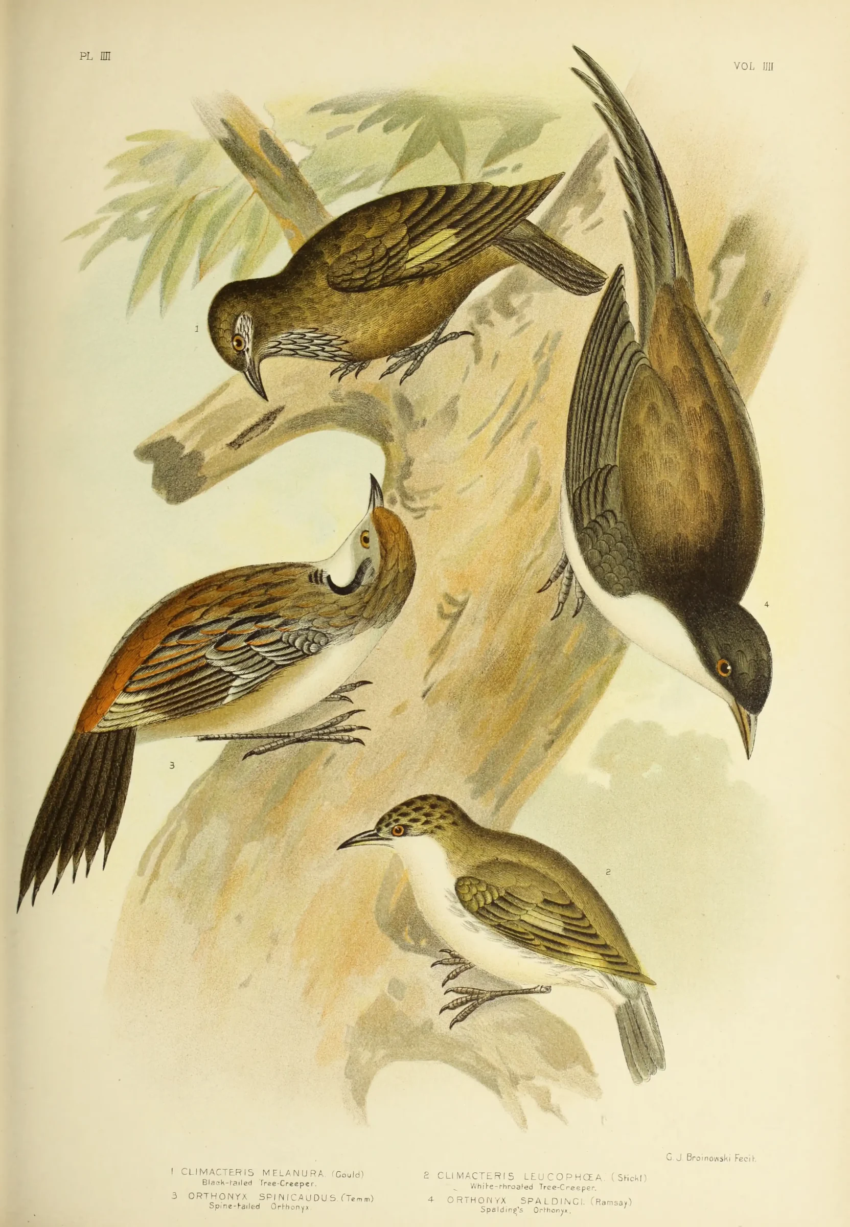 Historical bird plate: Australian Logrunner