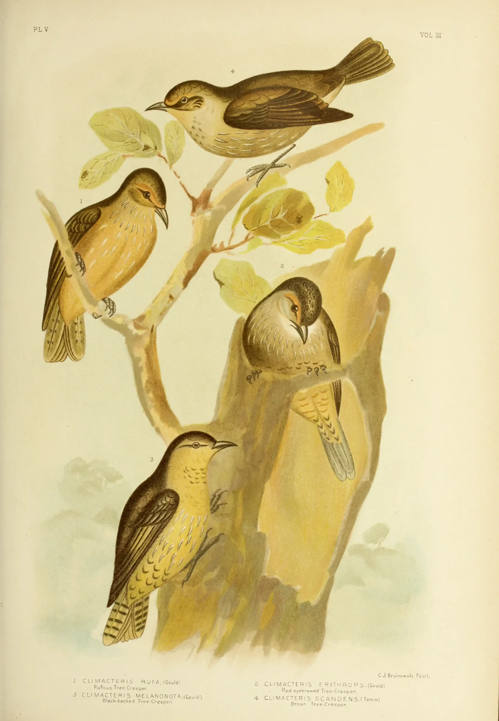 Historical bird plate: Brown Treecreeper