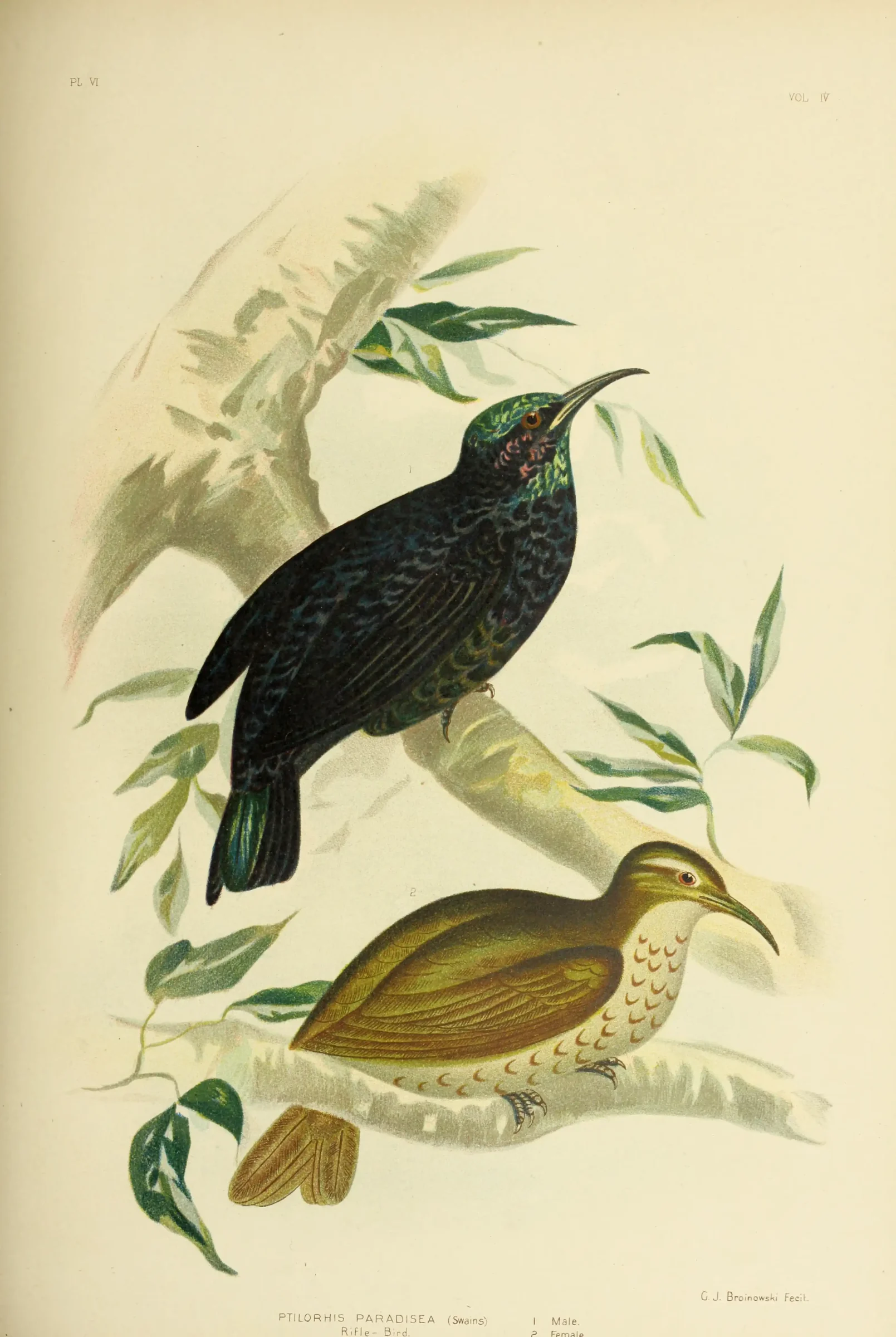 Historical bird plate: Paradise Riflebird