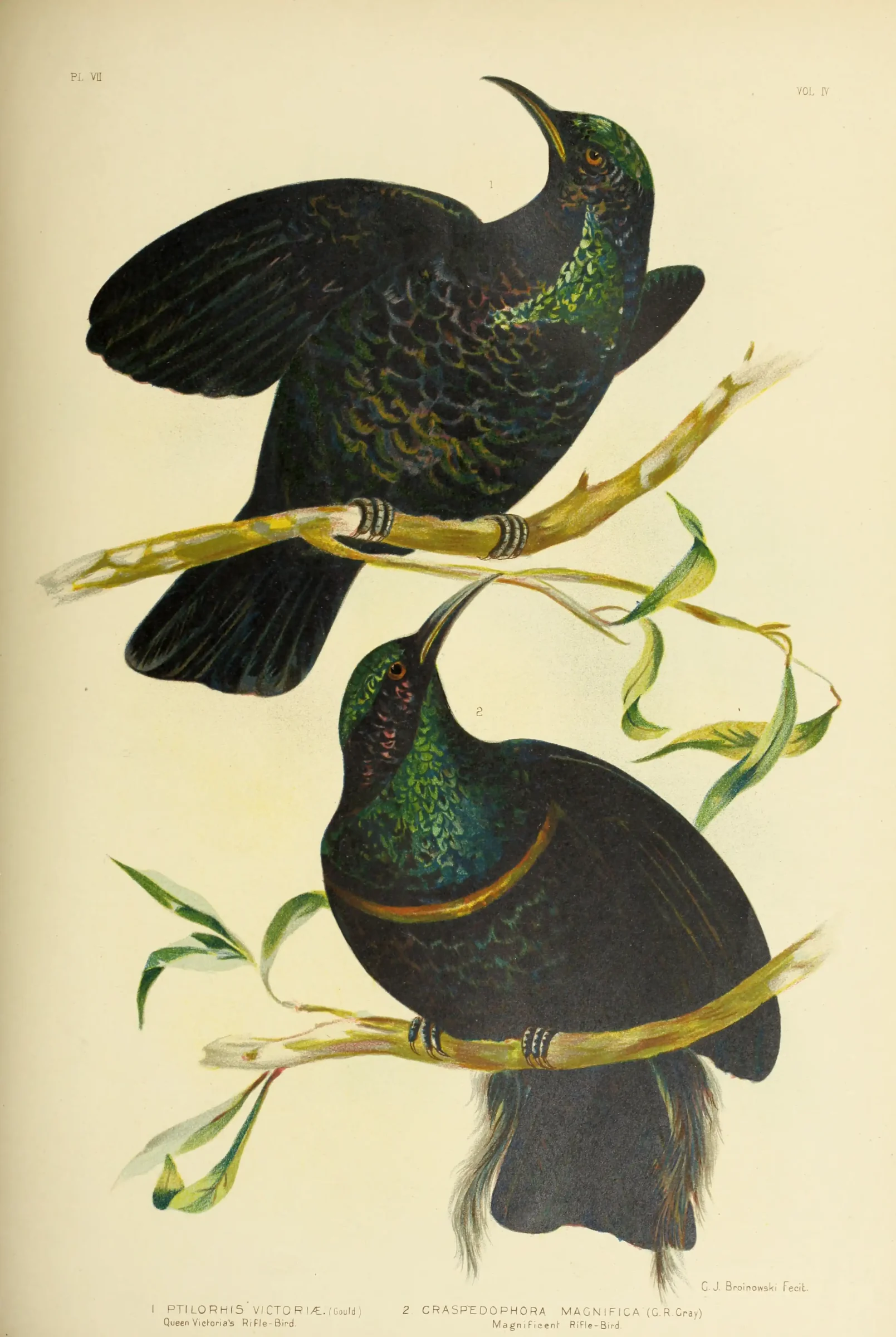 Historical bird plate: Magnificent Riflebird