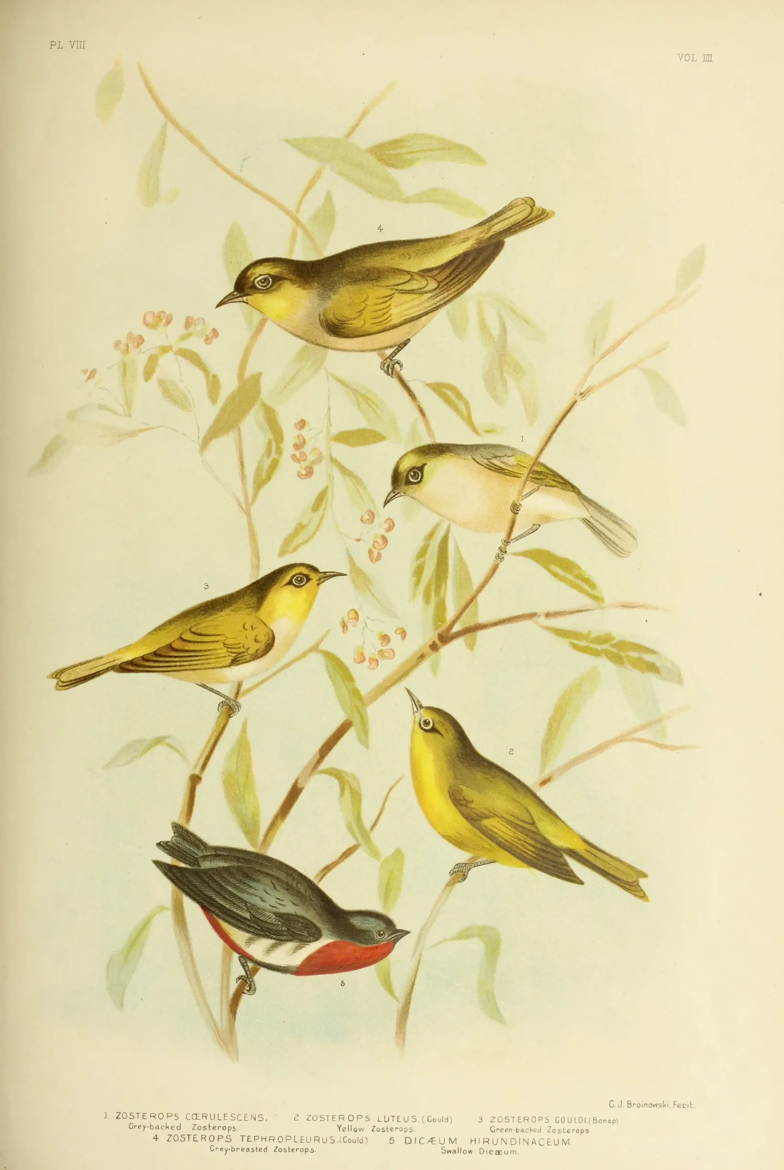 Historical bird plate: Canary White-eye
