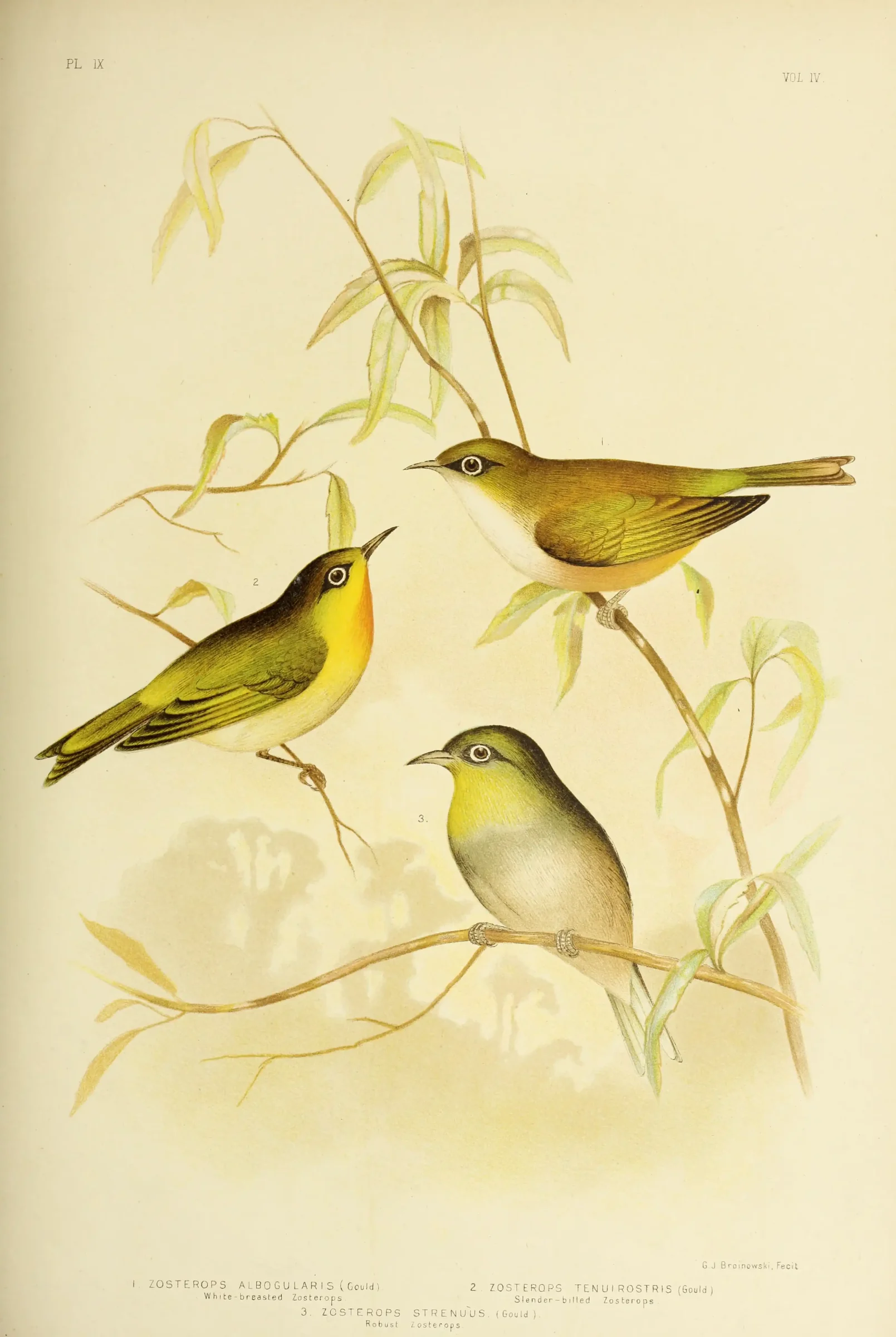 Historical bird plate: Robust White-eye