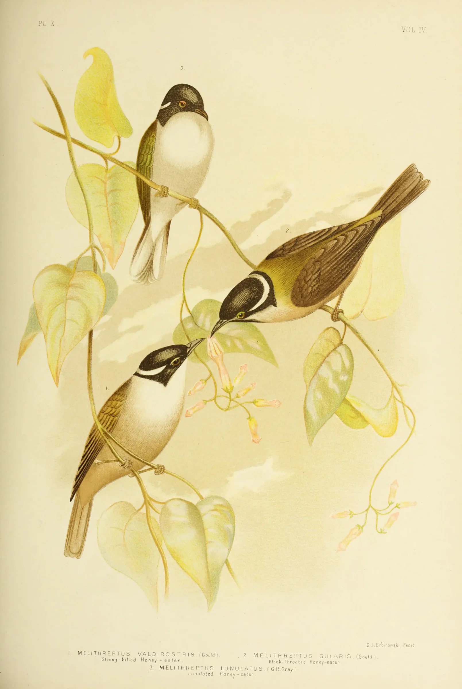 Historical bird plate: Black-chinned Honeyeater