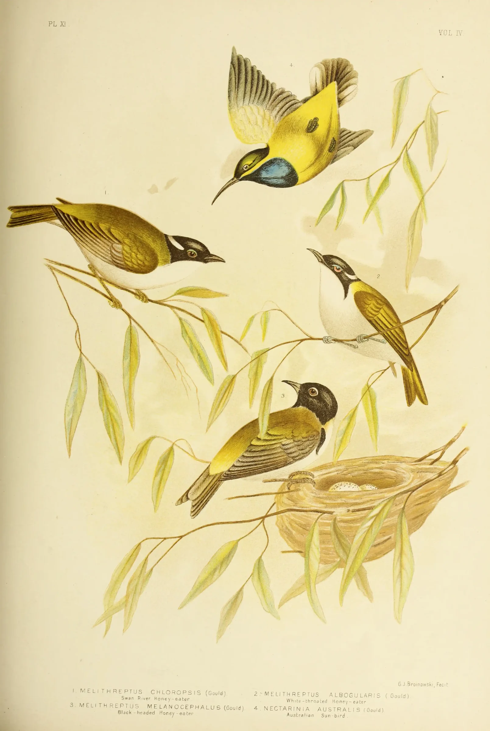 Historical bird plate: Black-headed Honeyeater