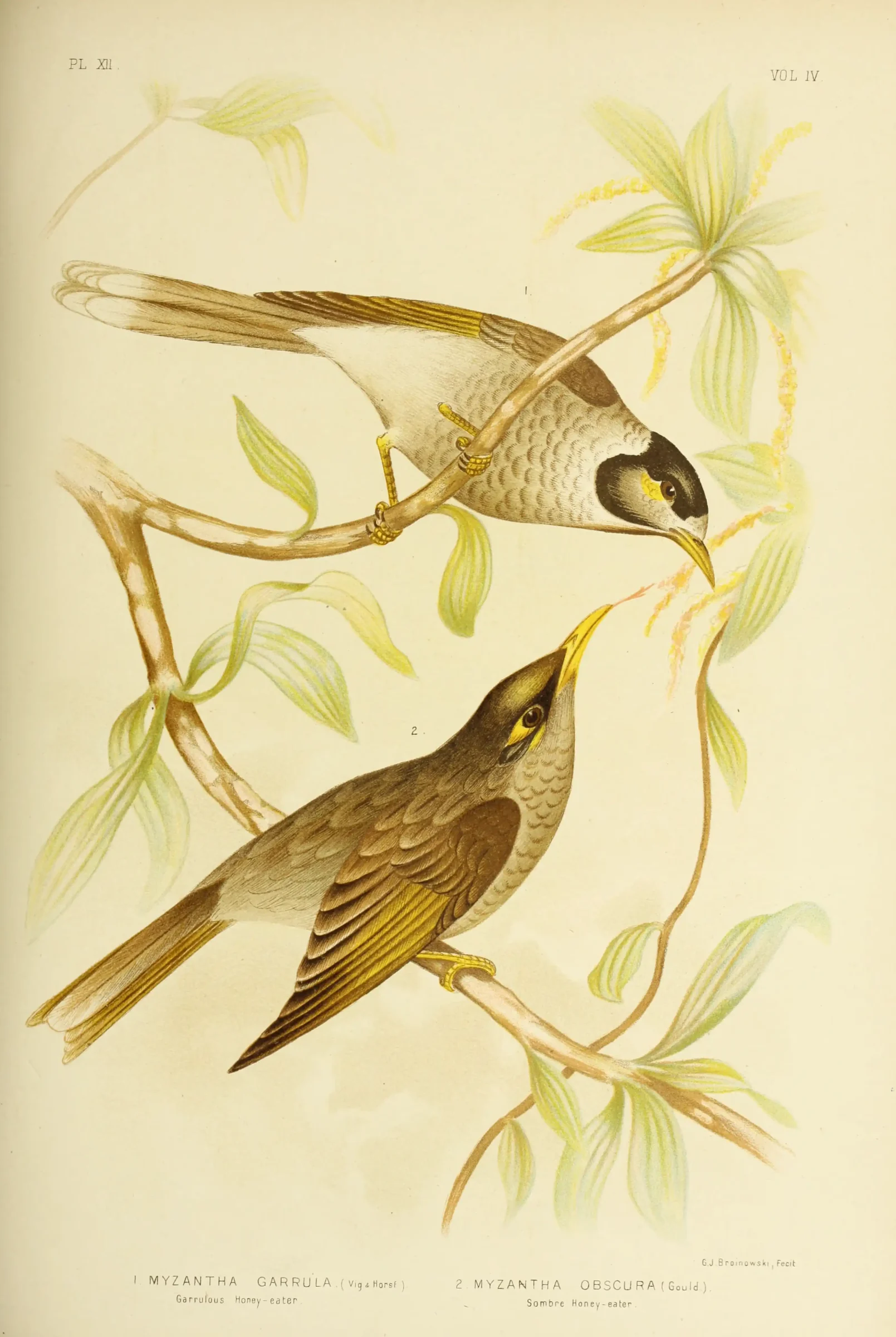 Historical bird plate: Noisy Miner