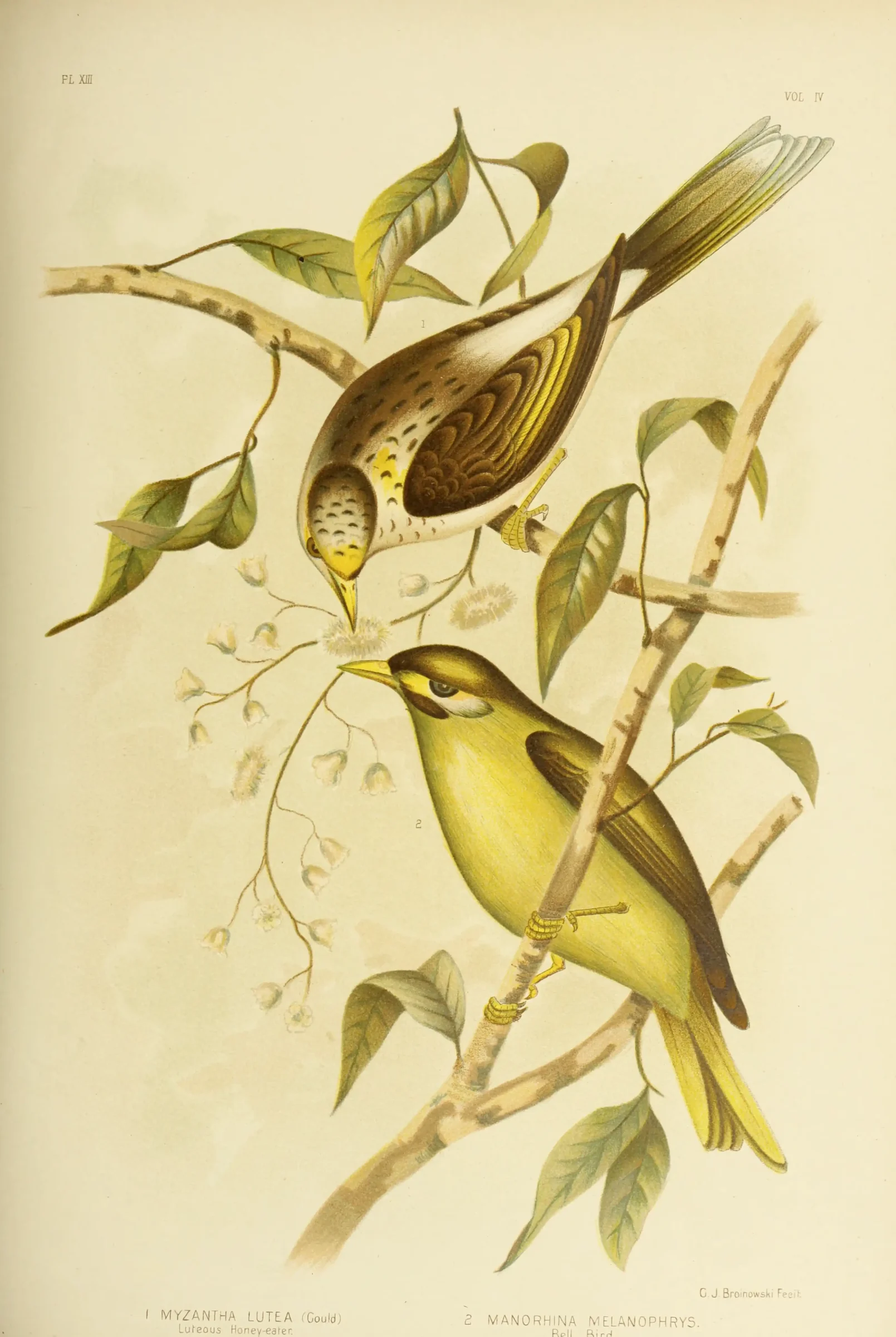 Historical bird plate: Bell Miner