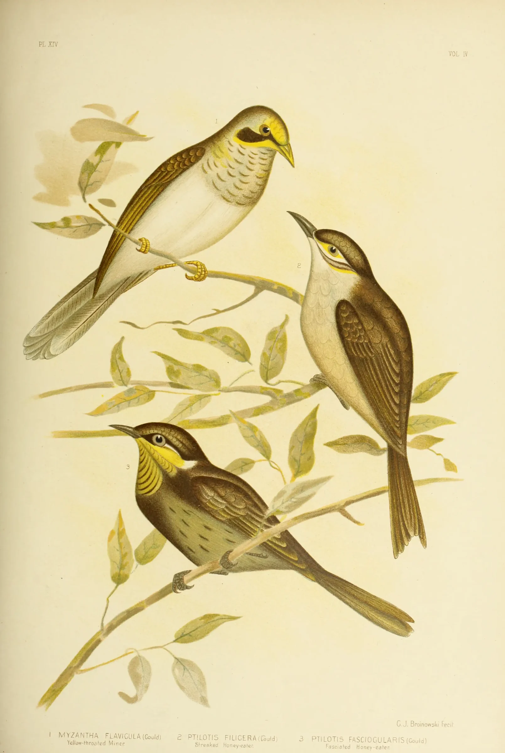 Historical bird plate: Mangrove Honeyeater