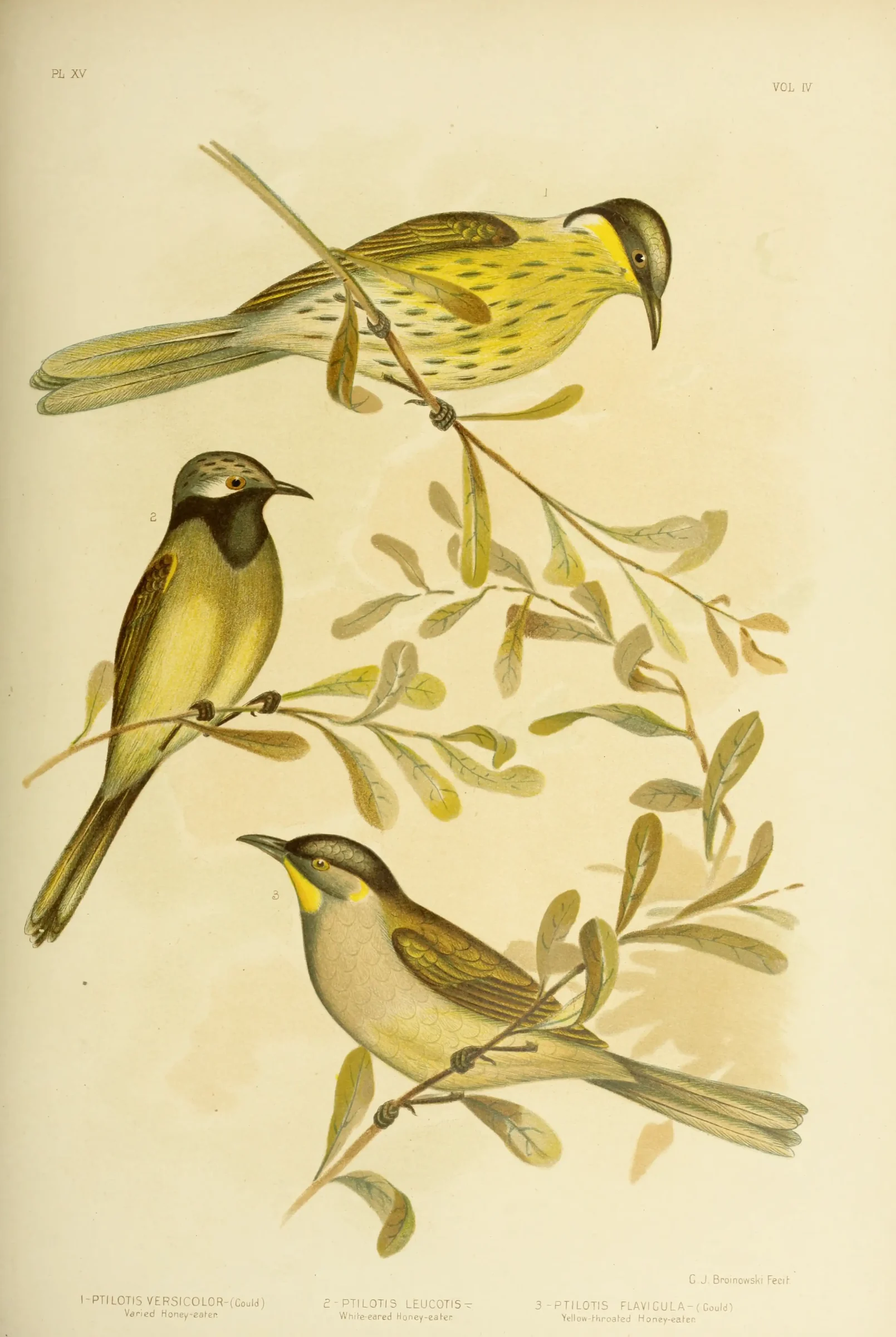 Historical bird plate: Varied Honeyeater