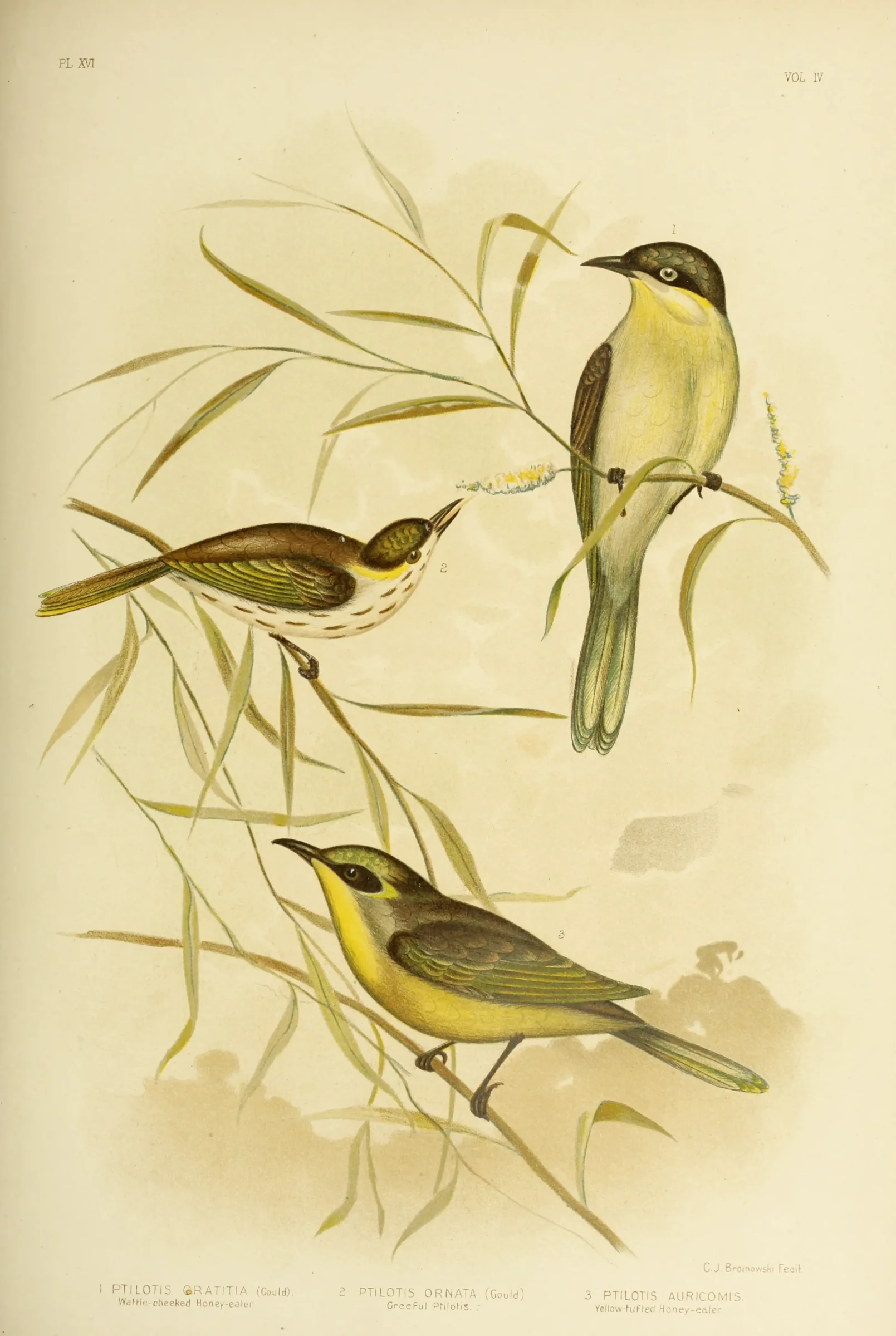 Historical bird plate: Purple-gaped Honeyeater