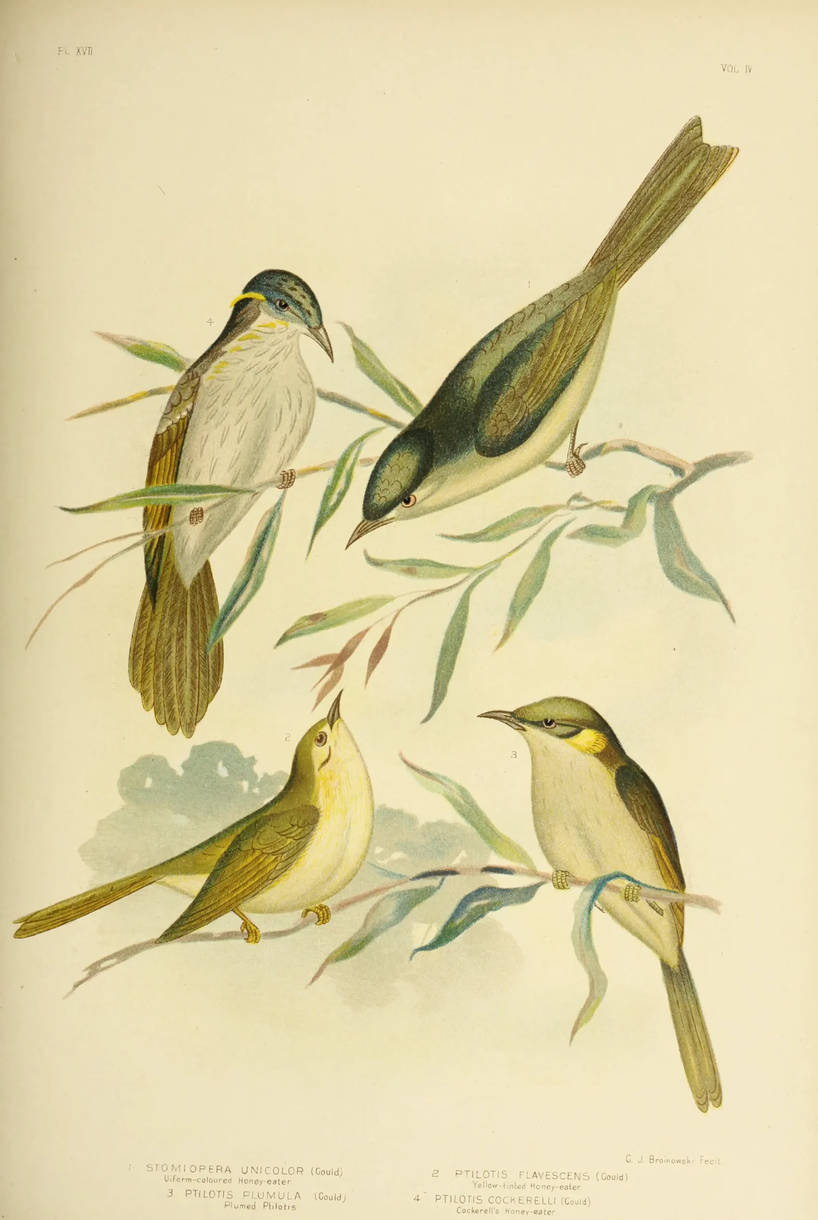 Historical bird plate: Grey-fronted Honeyeater