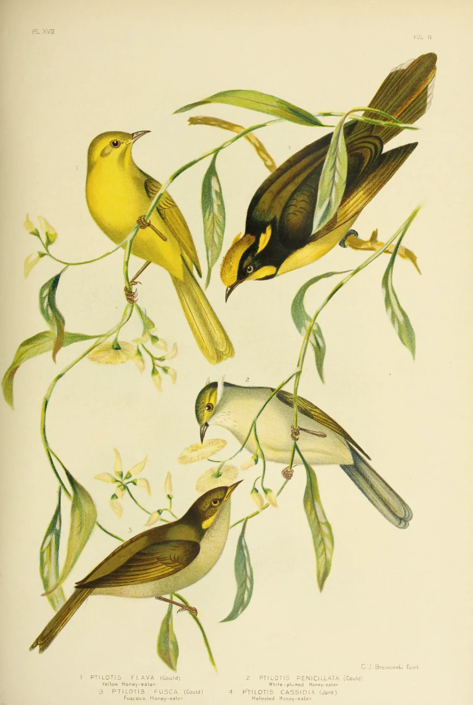 Historical bird plate: Fuscous Honeyeater