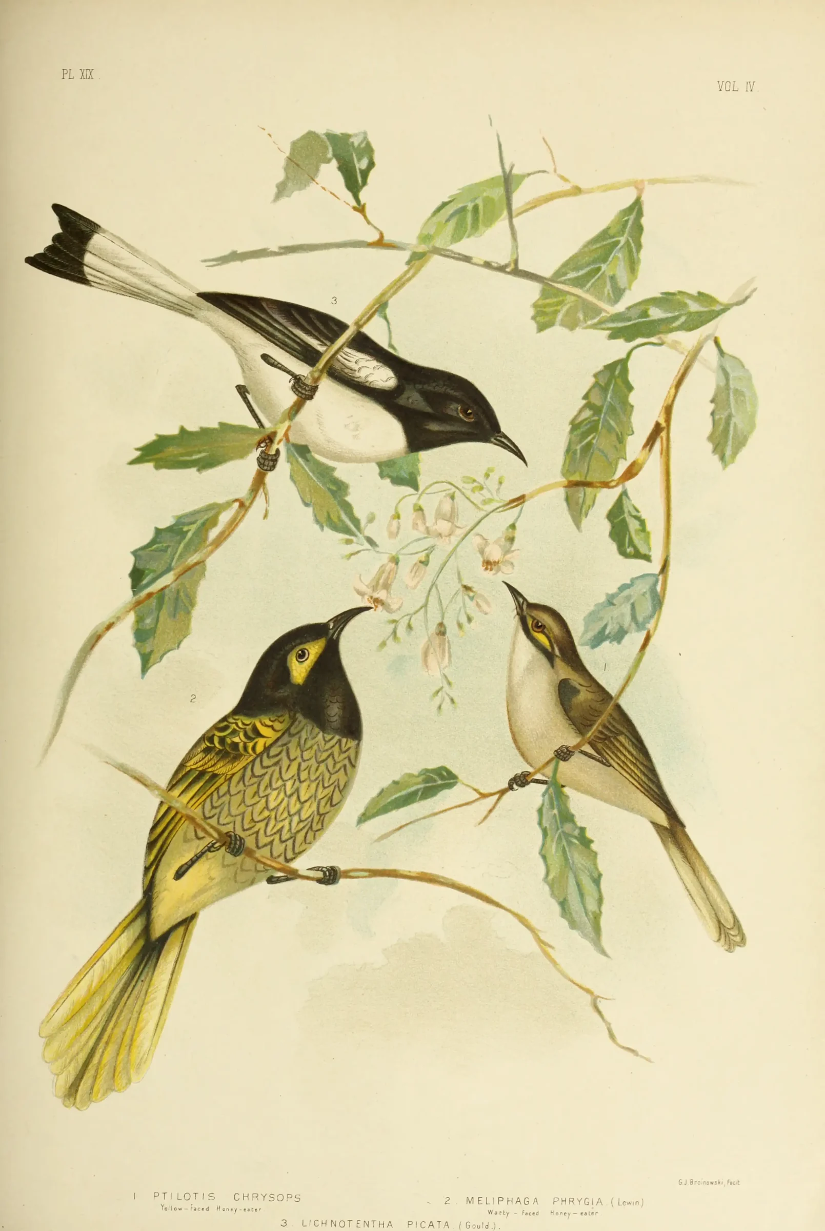 Historical bird plate: Pied Honeyeater