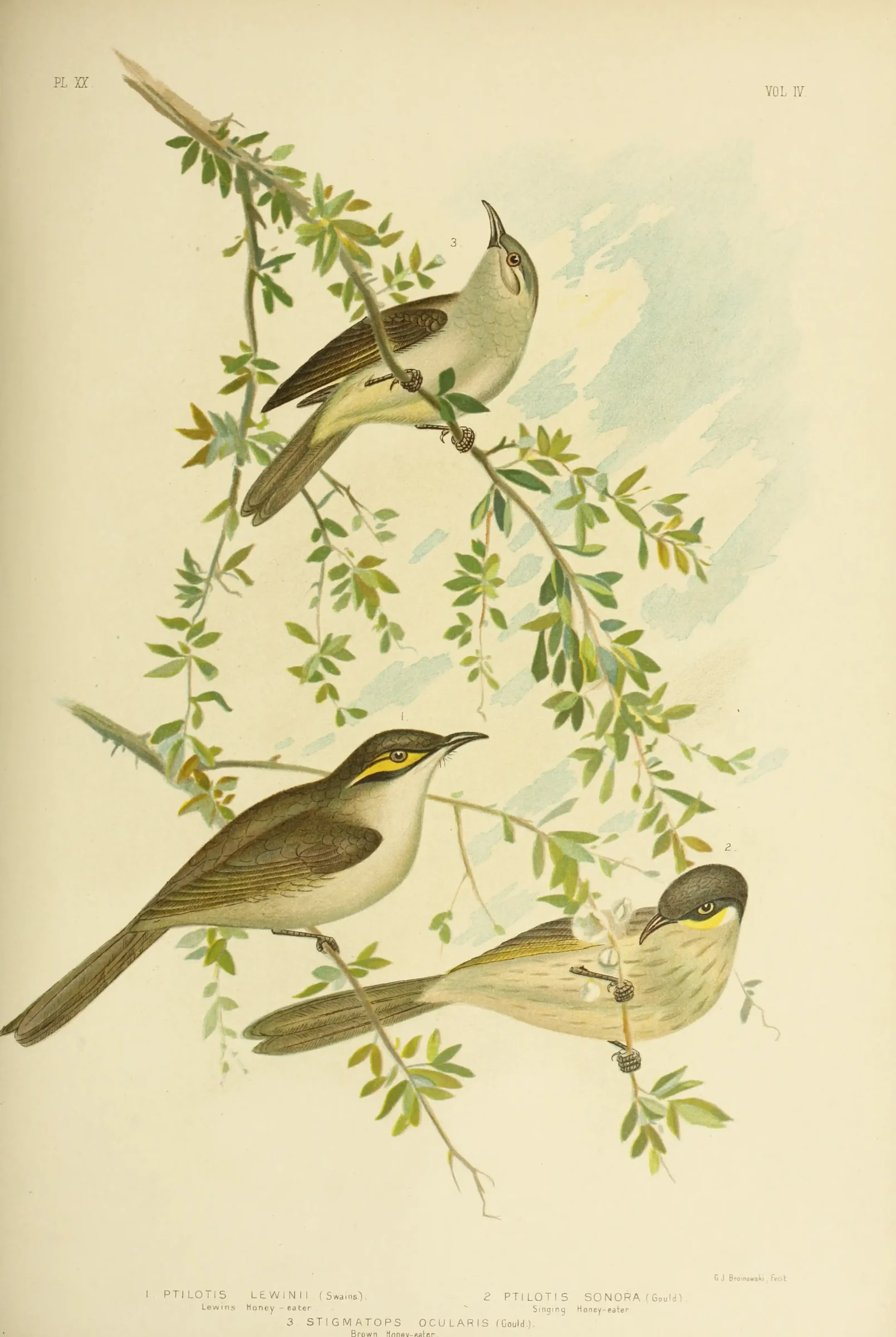 Historical bird plate: Brown Honeyeater