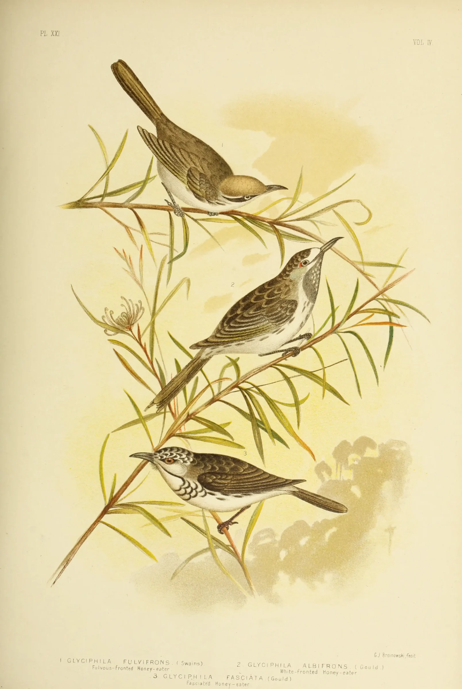 Historical bird plate: Bar-breasted Honeyeater