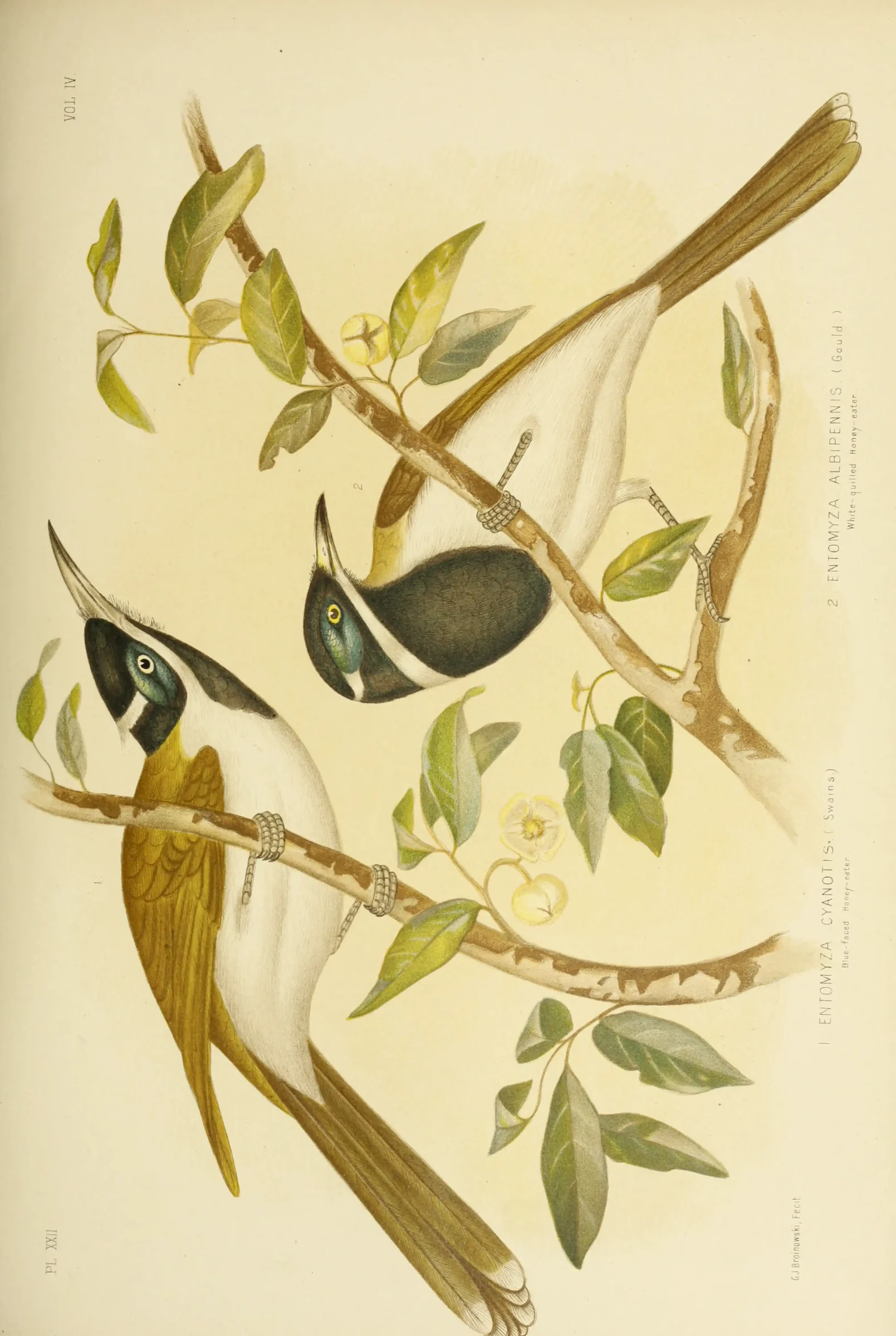 Historical bird plate: Blue-faced Honeyeater