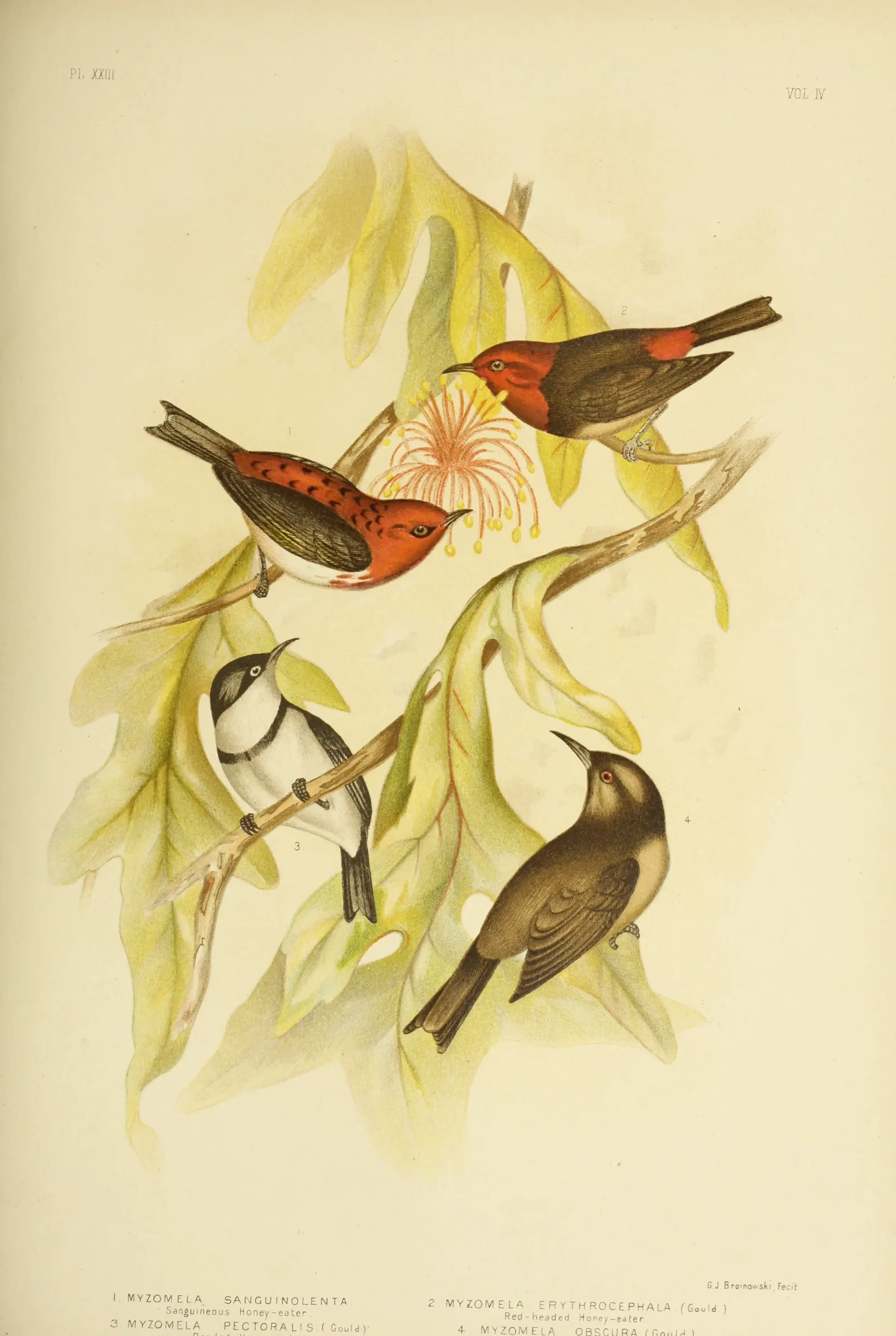 Historical bird plate: Banded Honeyeater