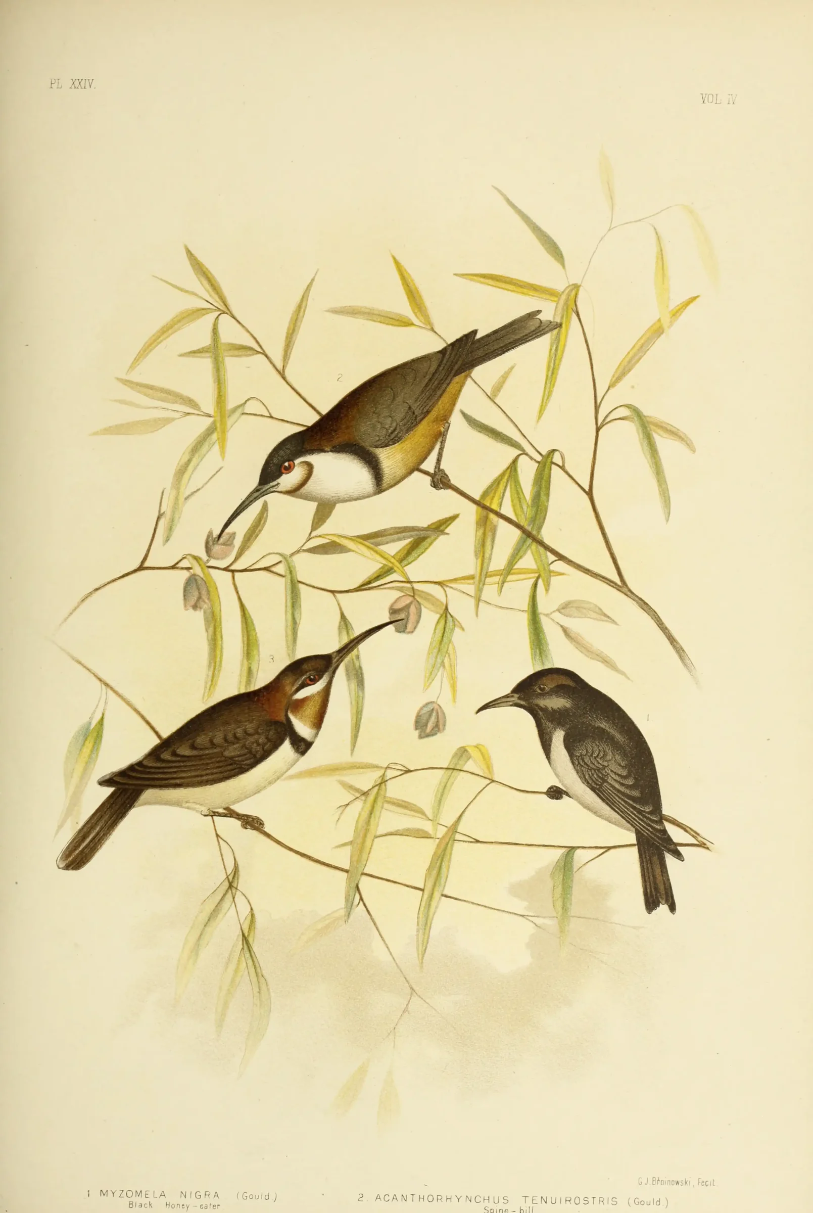 Historical bird plate: Black Honeyeater