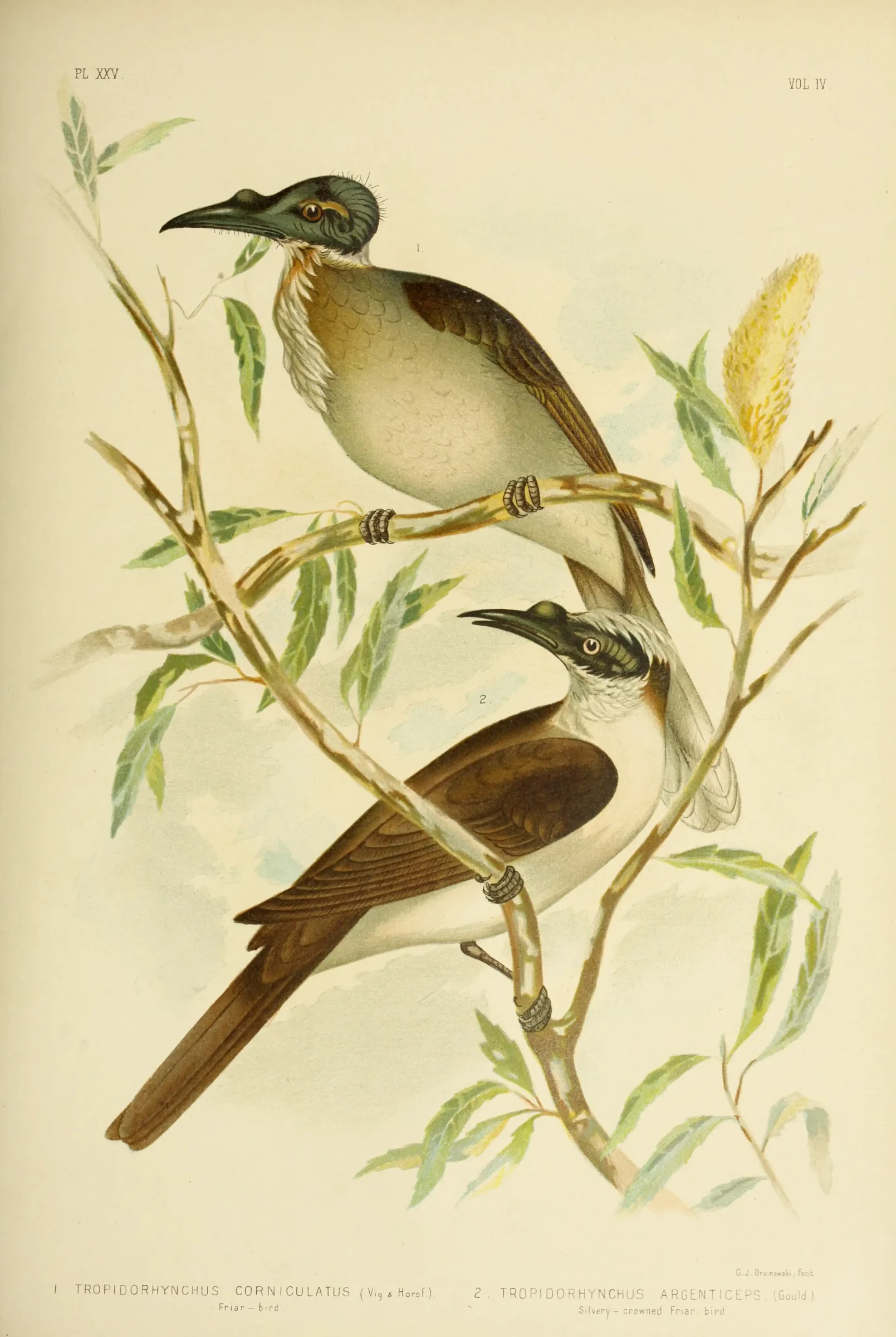 Historical bird plate: Noisy Friarbird