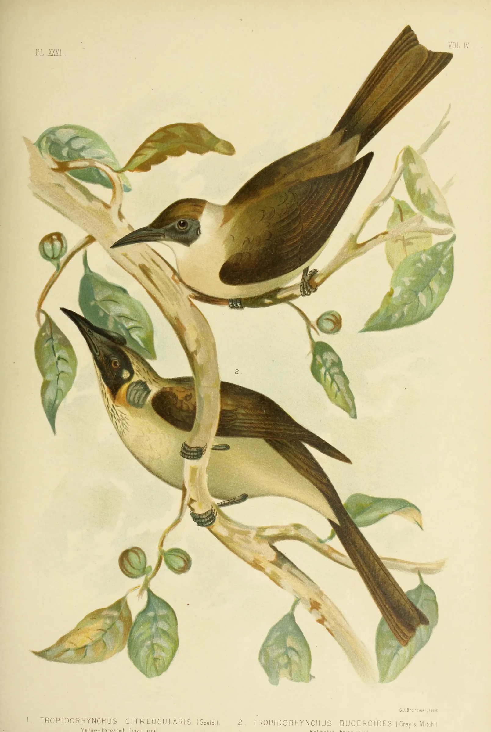 Historical bird plate: Helmeted Friarbird