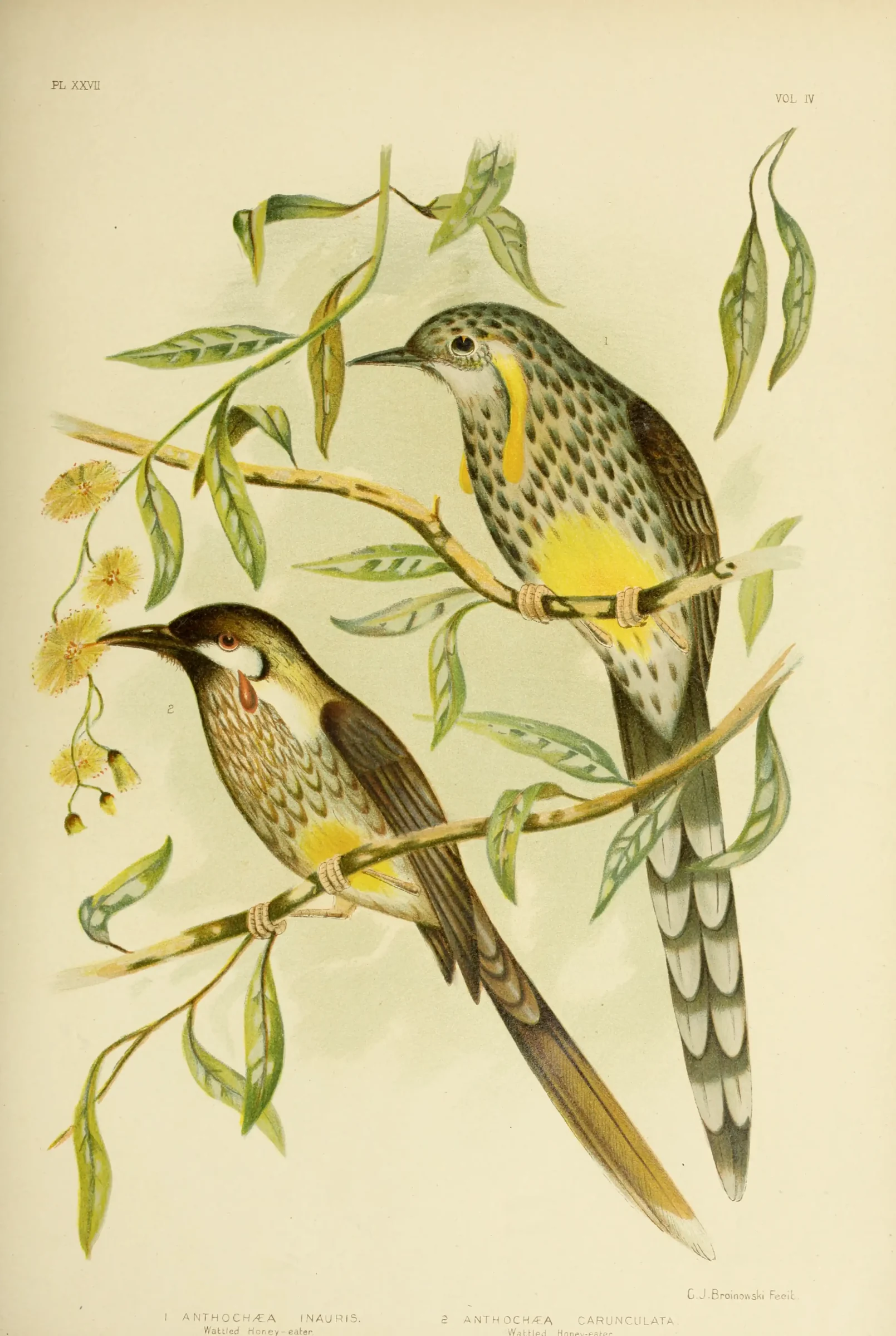 Historical bird plate: Red Wattlebird