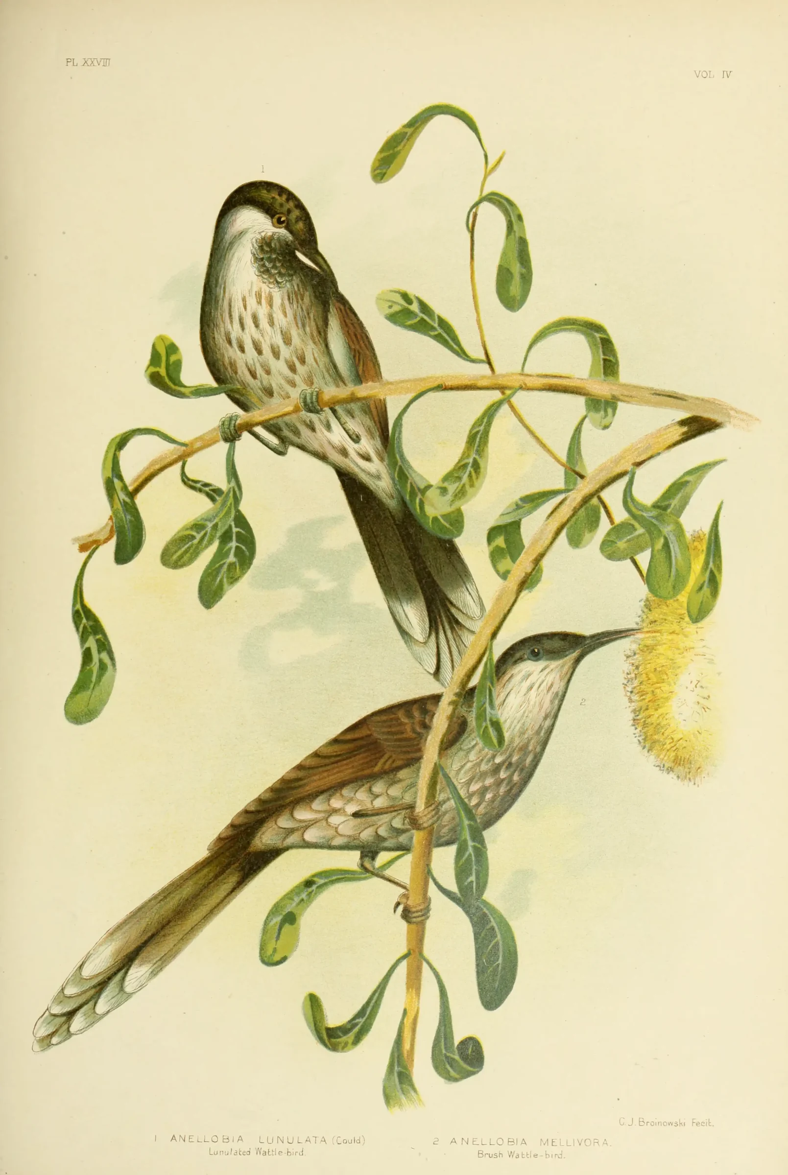 Historical bird plate: Little Wattlebird