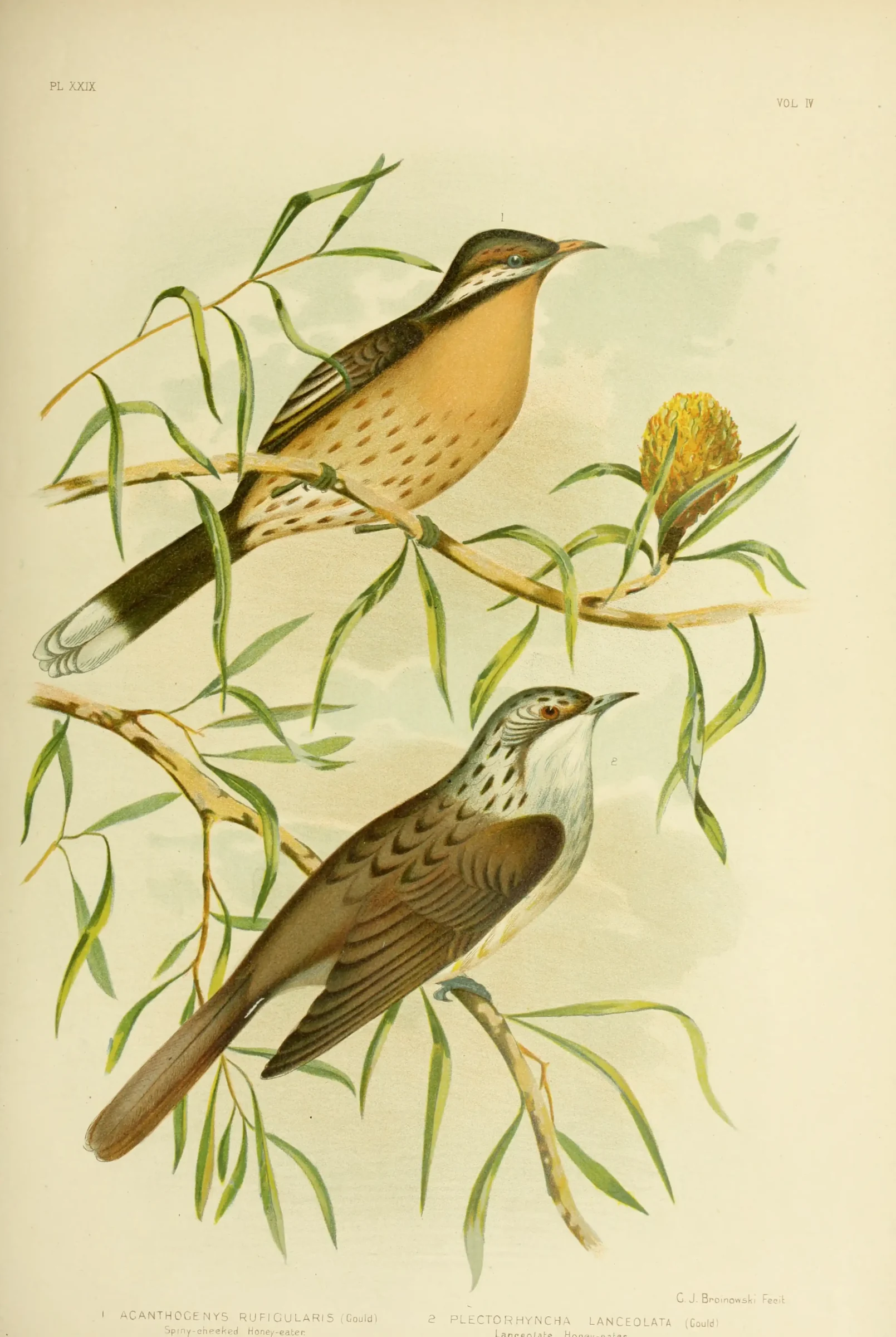 Historical bird plate: Spiny-cheeked Honeyeater
