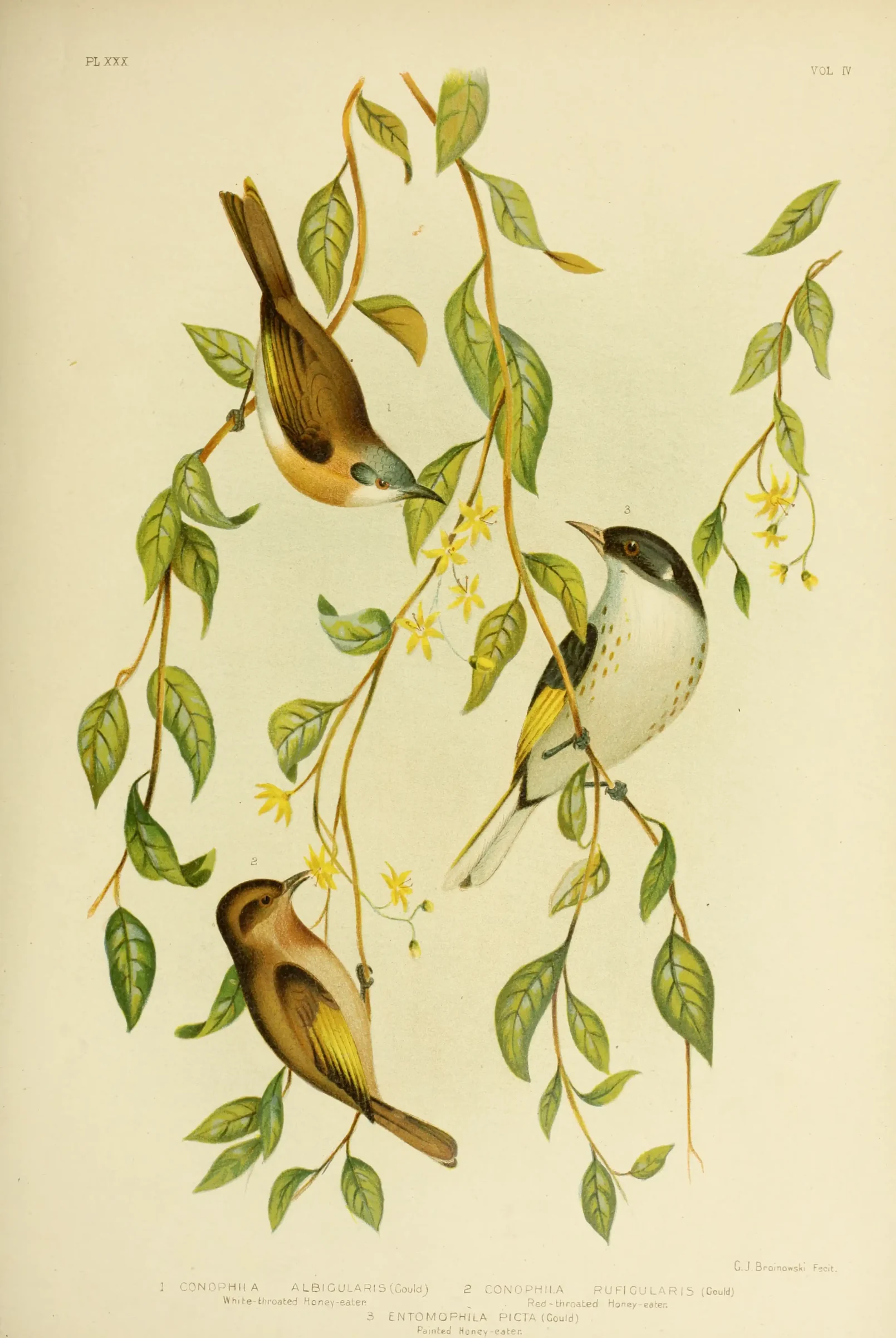 Historical bird plate: Painted Honeyeater