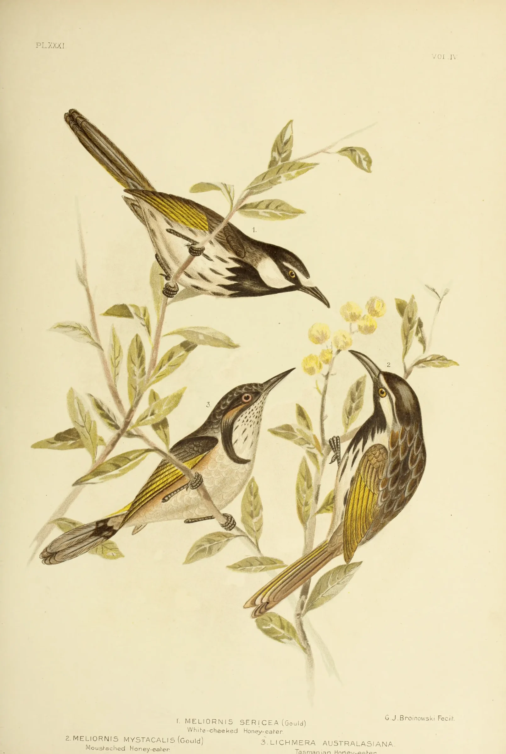Historical bird plate: Crescent Honeyeater