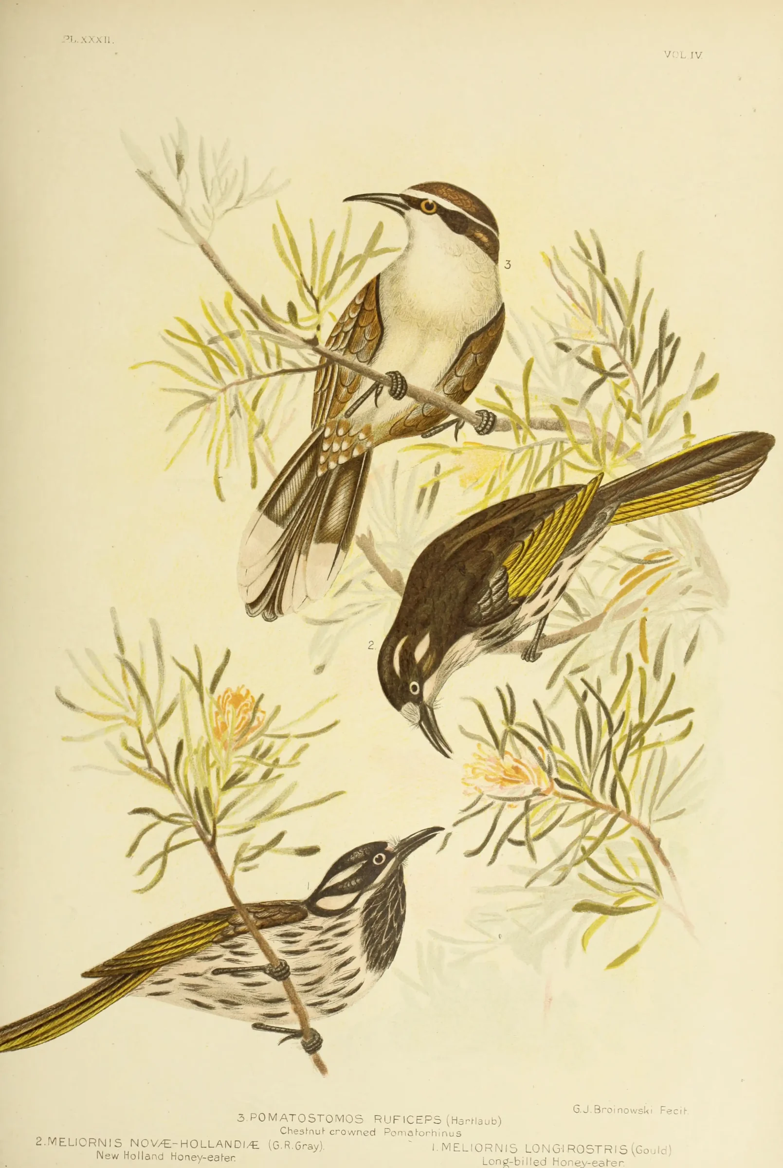 Historical bird plate: Chestnut-crowned Babbler