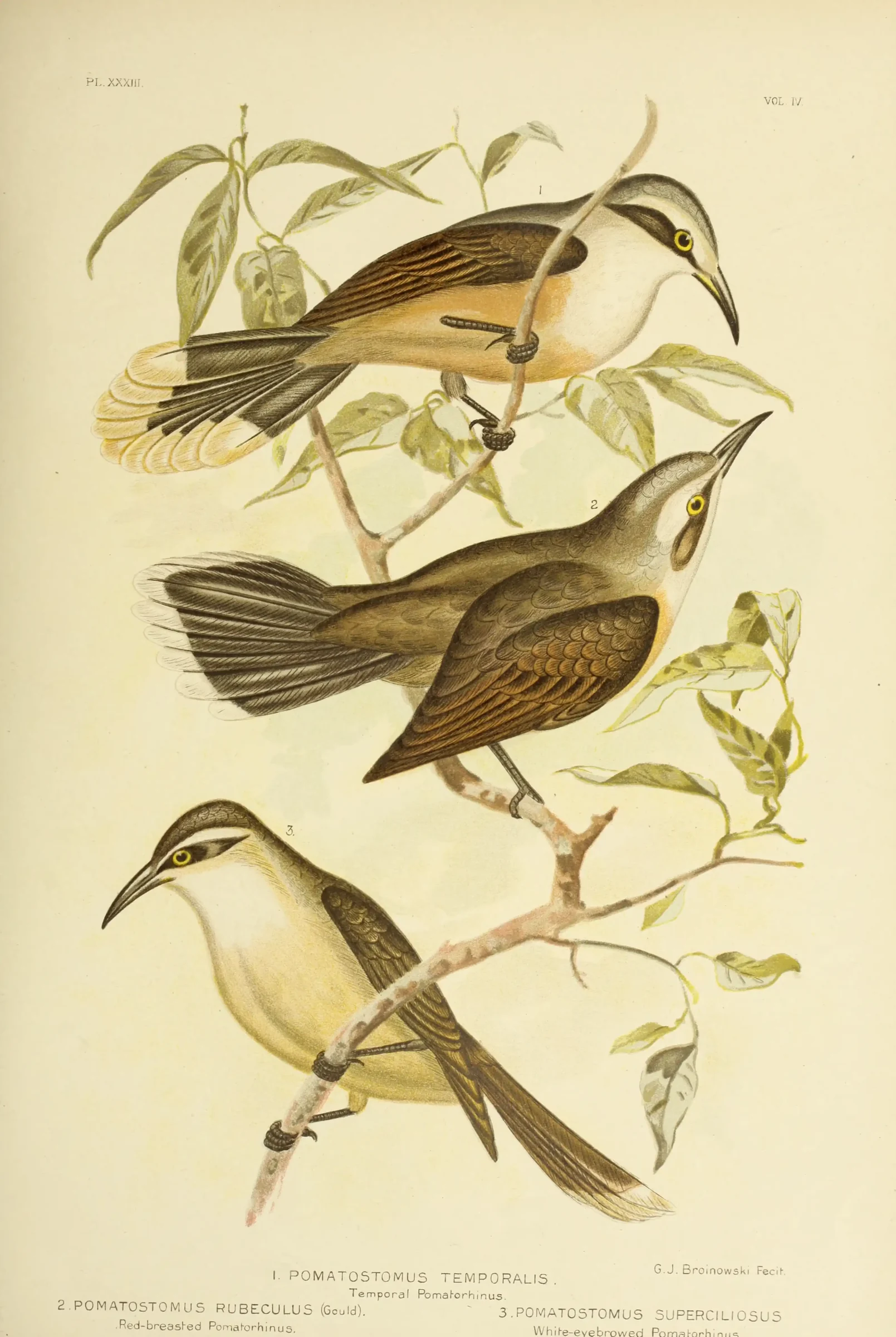 Historical bird plate: Grey-crowned Babbler