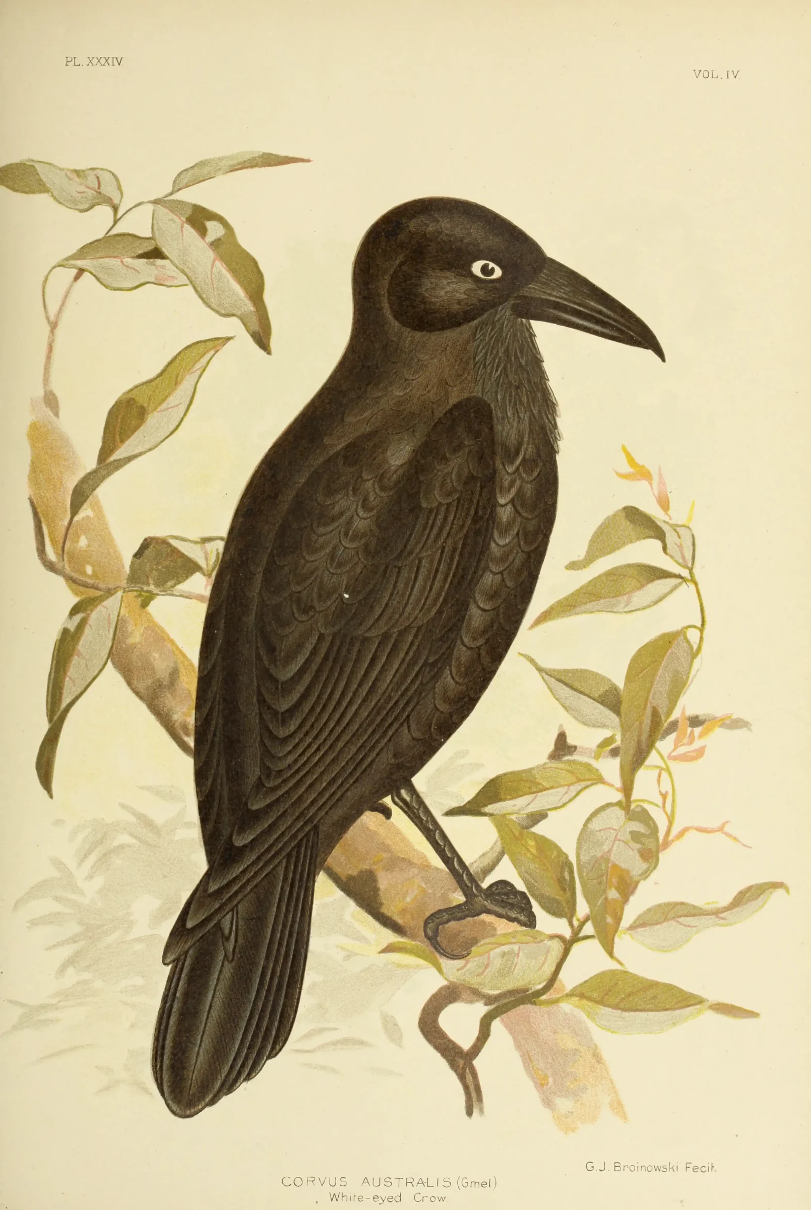 Historical bird plate: Australian Raven
