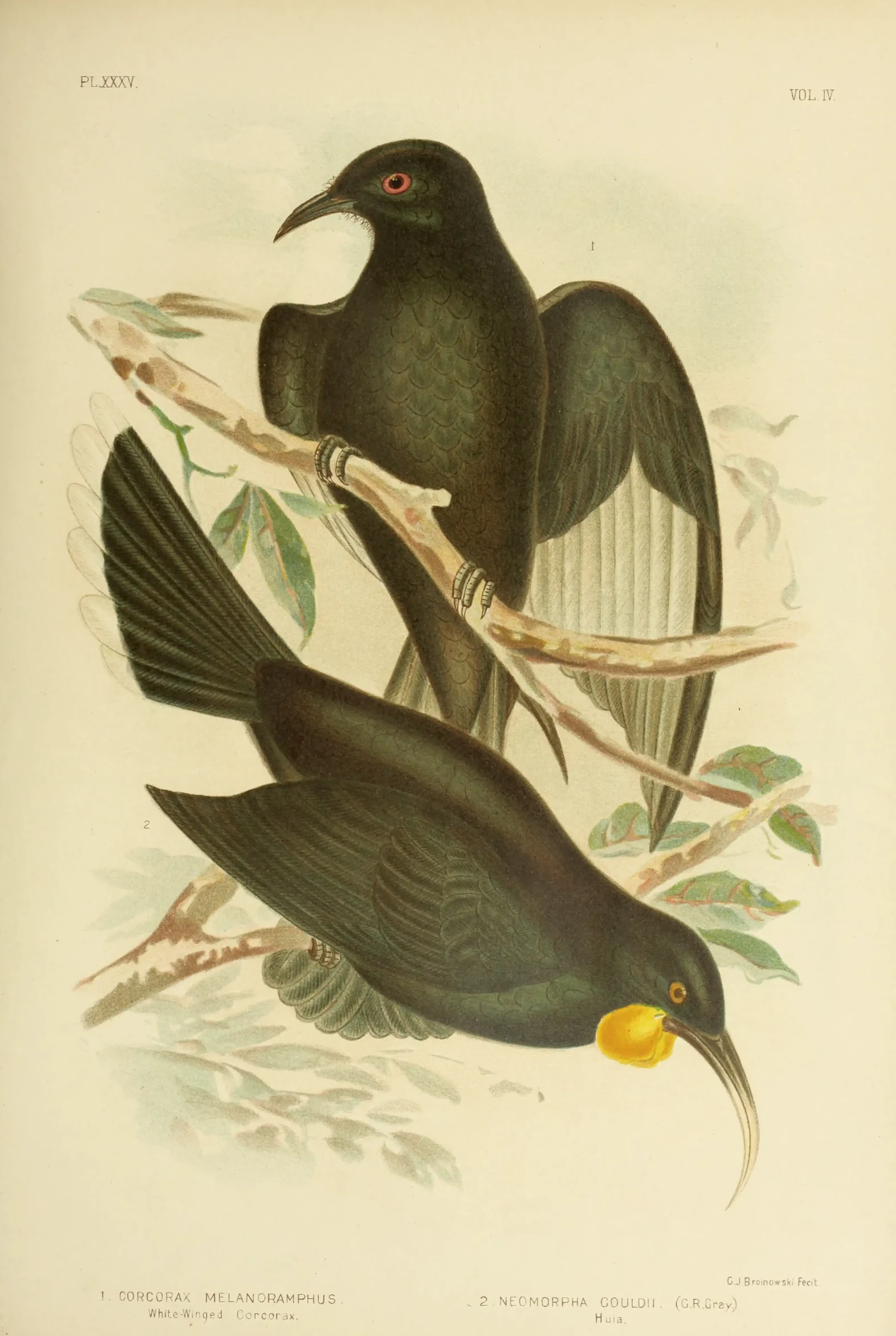 Historical bird plate: Huia