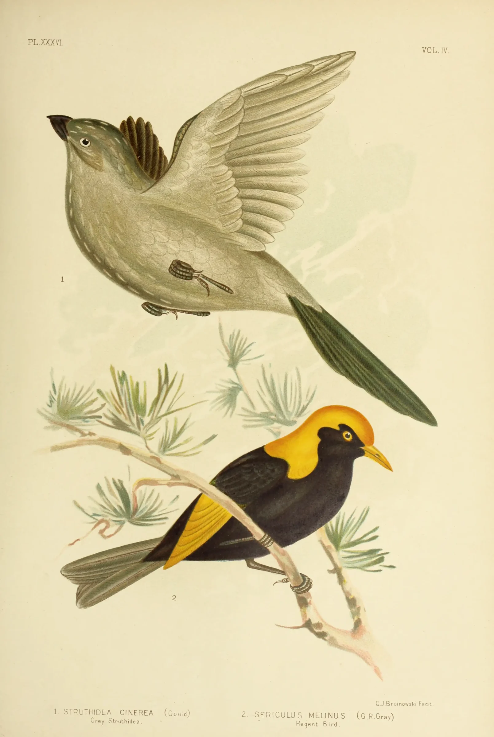 Historical bird plate: Apostlebird