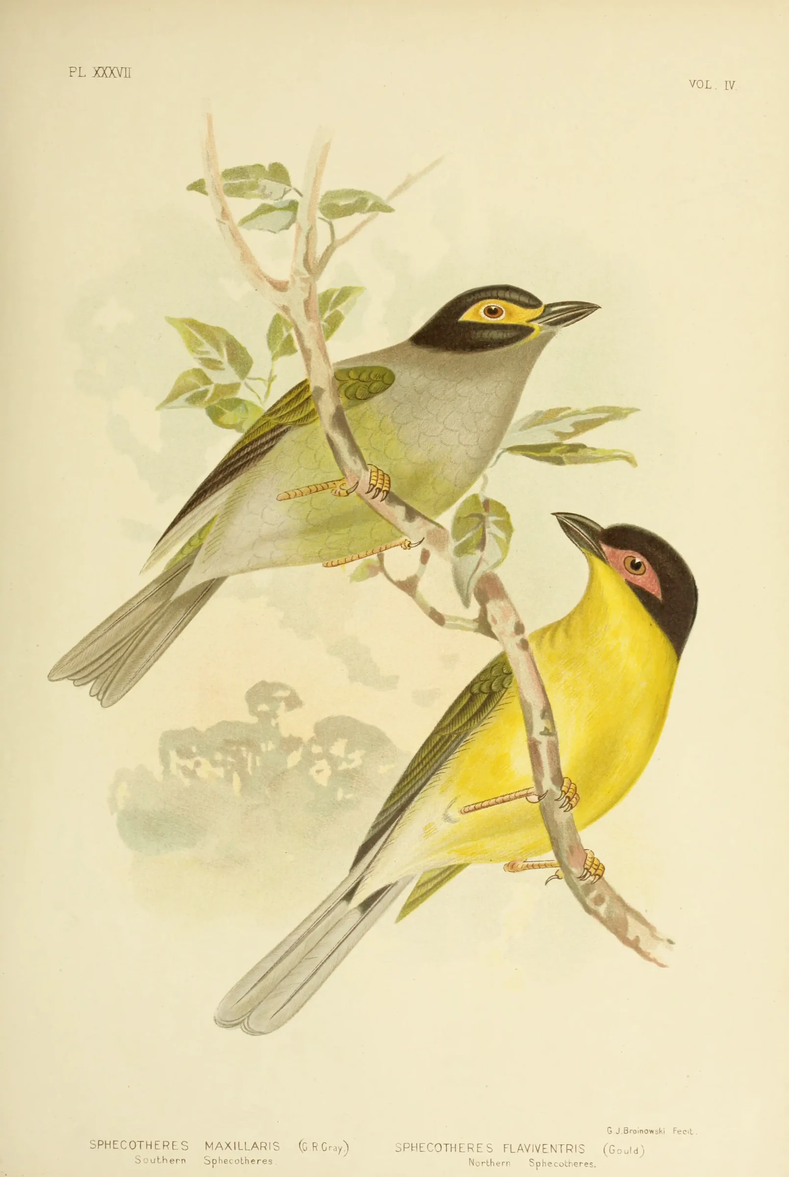 Historical bird plate: Australasian Figbird