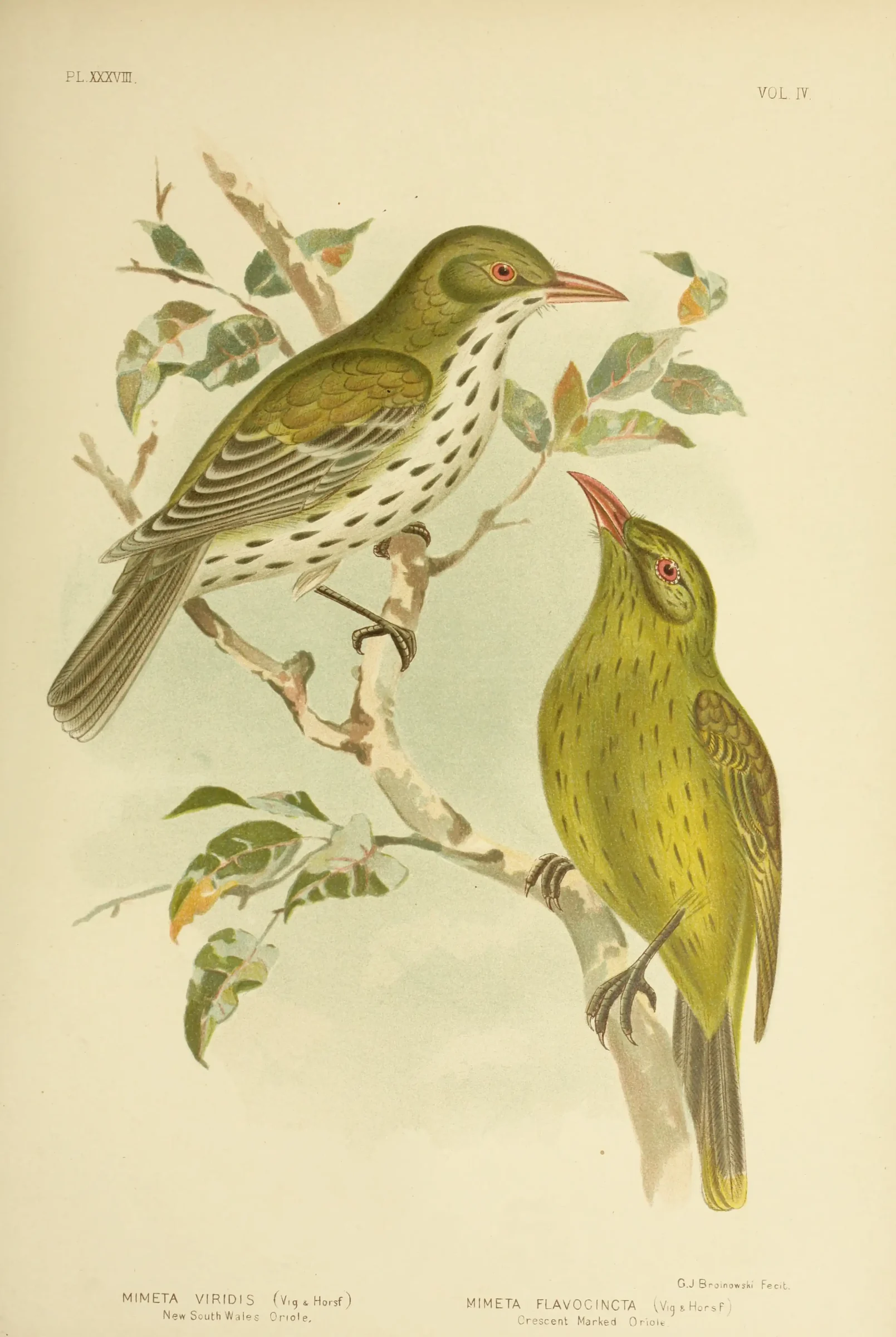 Historical bird plate: Green Oriole