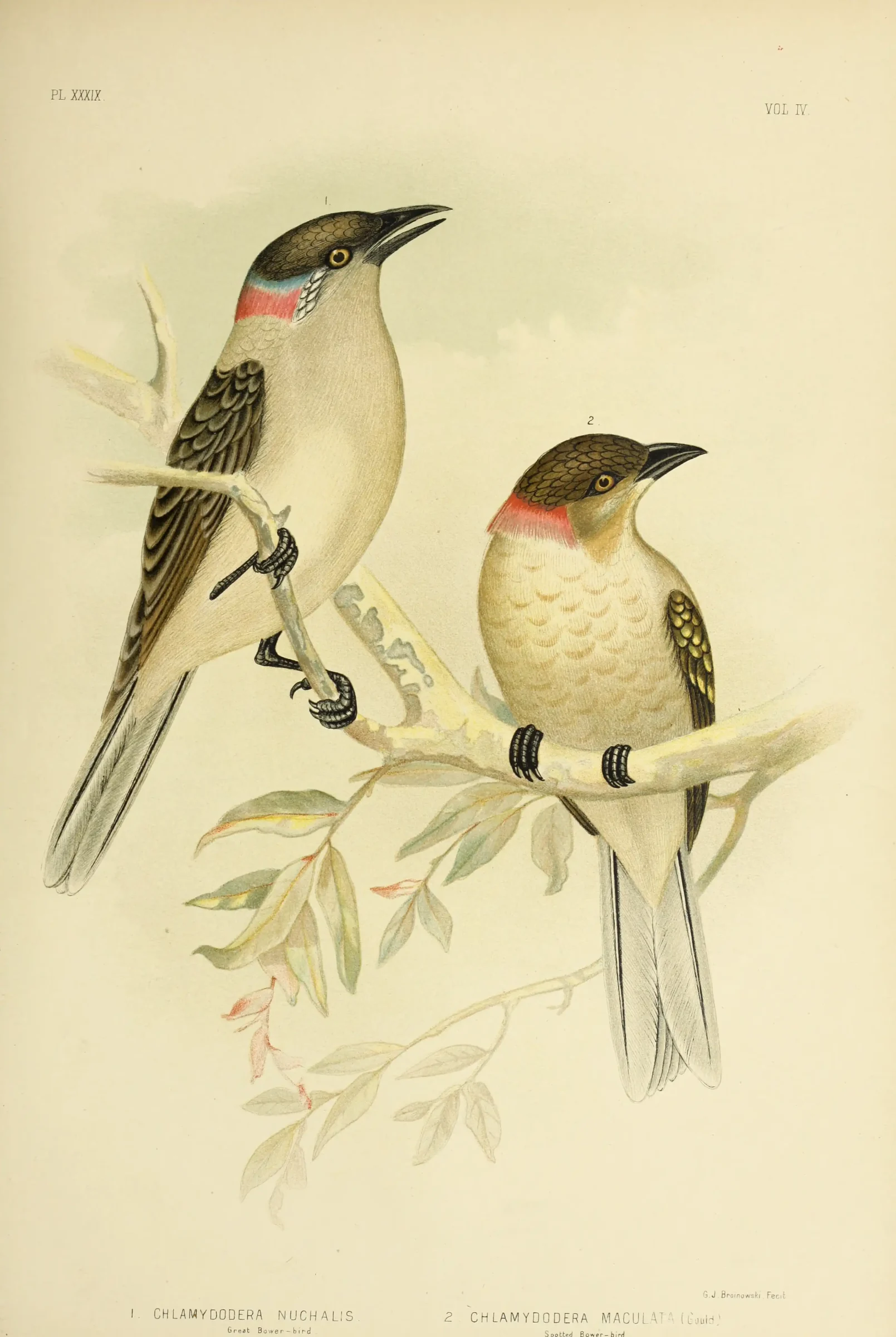 Historical bird plate: Great Bowerbird