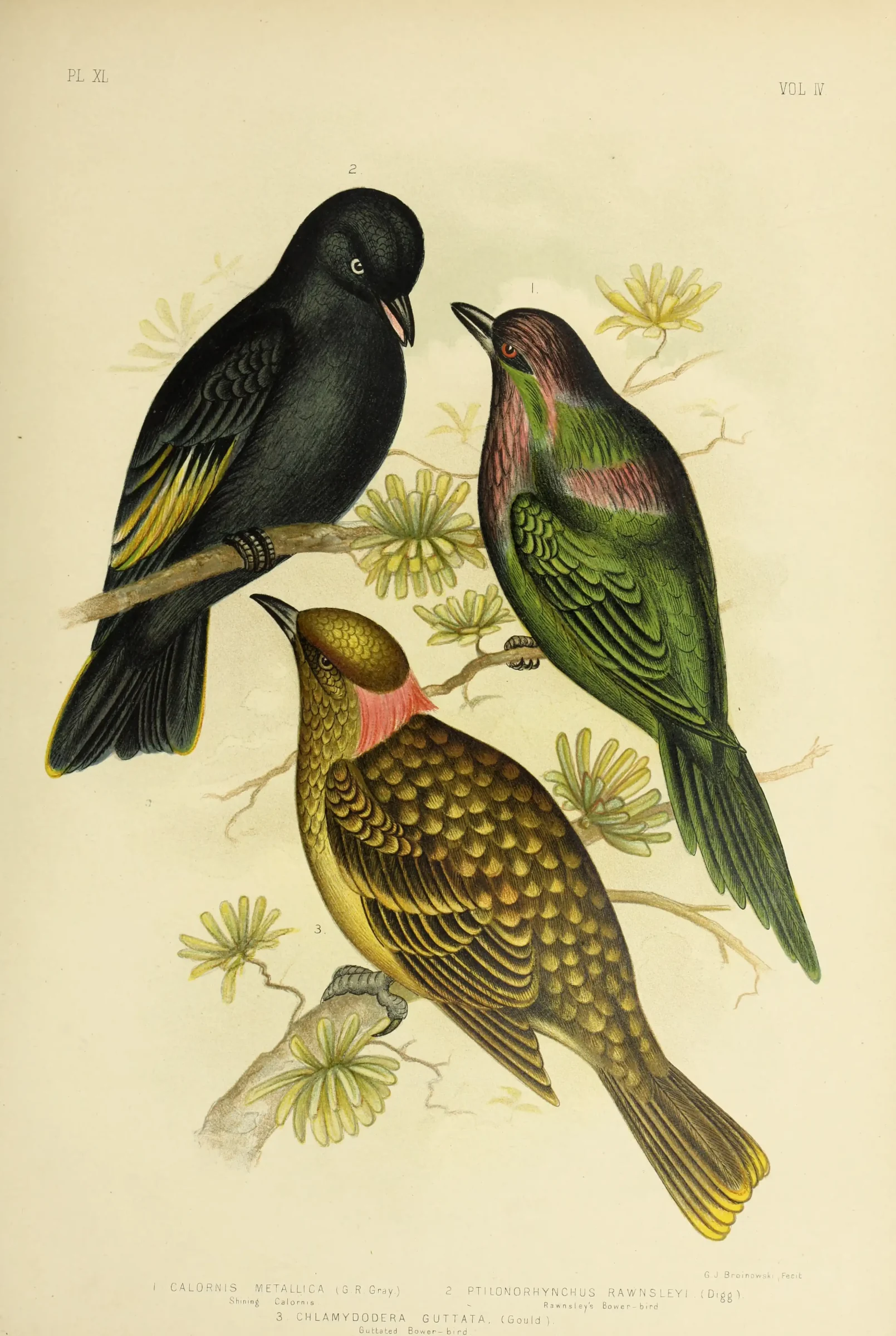 Historical bird plate: Metallic Starling