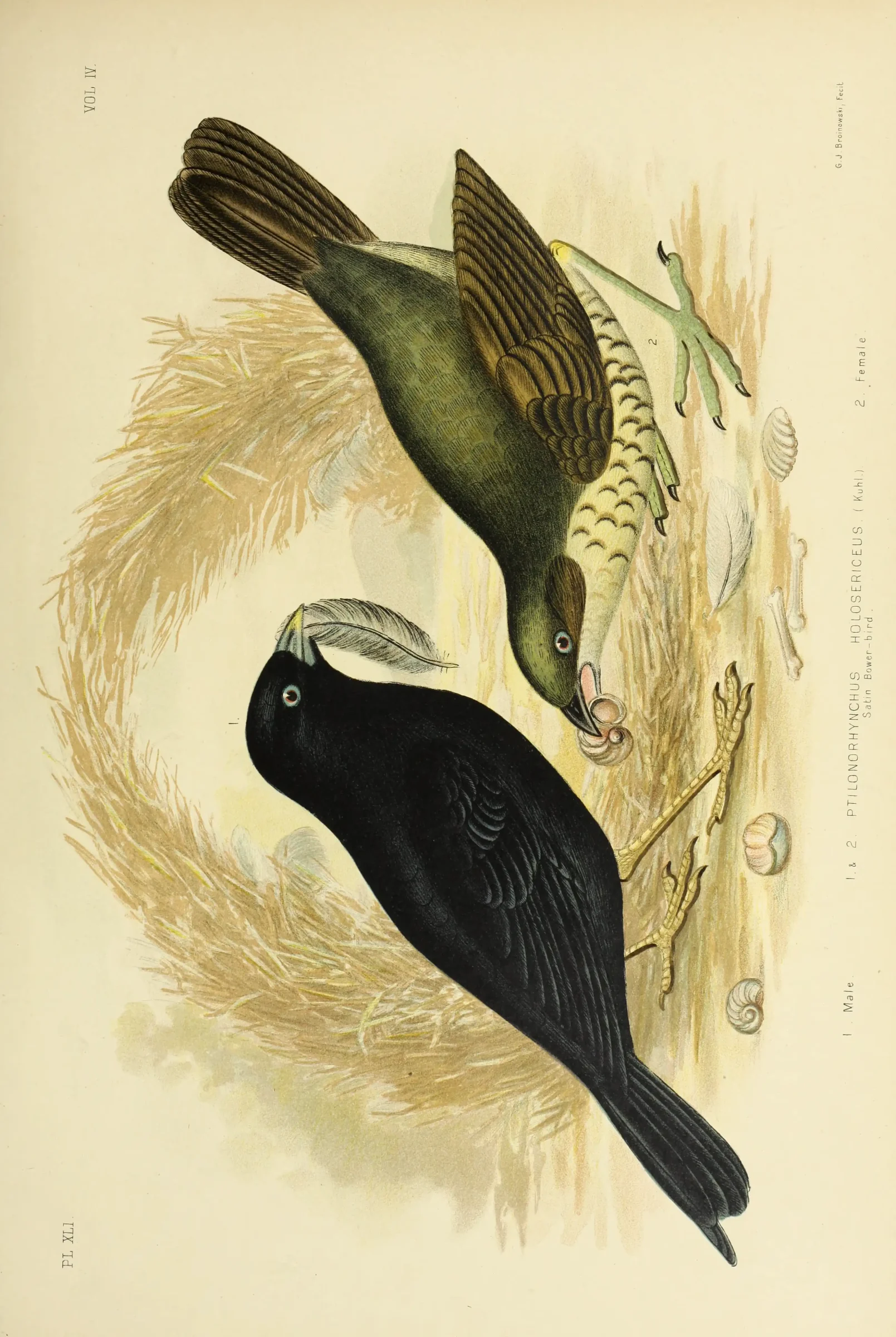 Historical bird plate: Satin Bowerbird