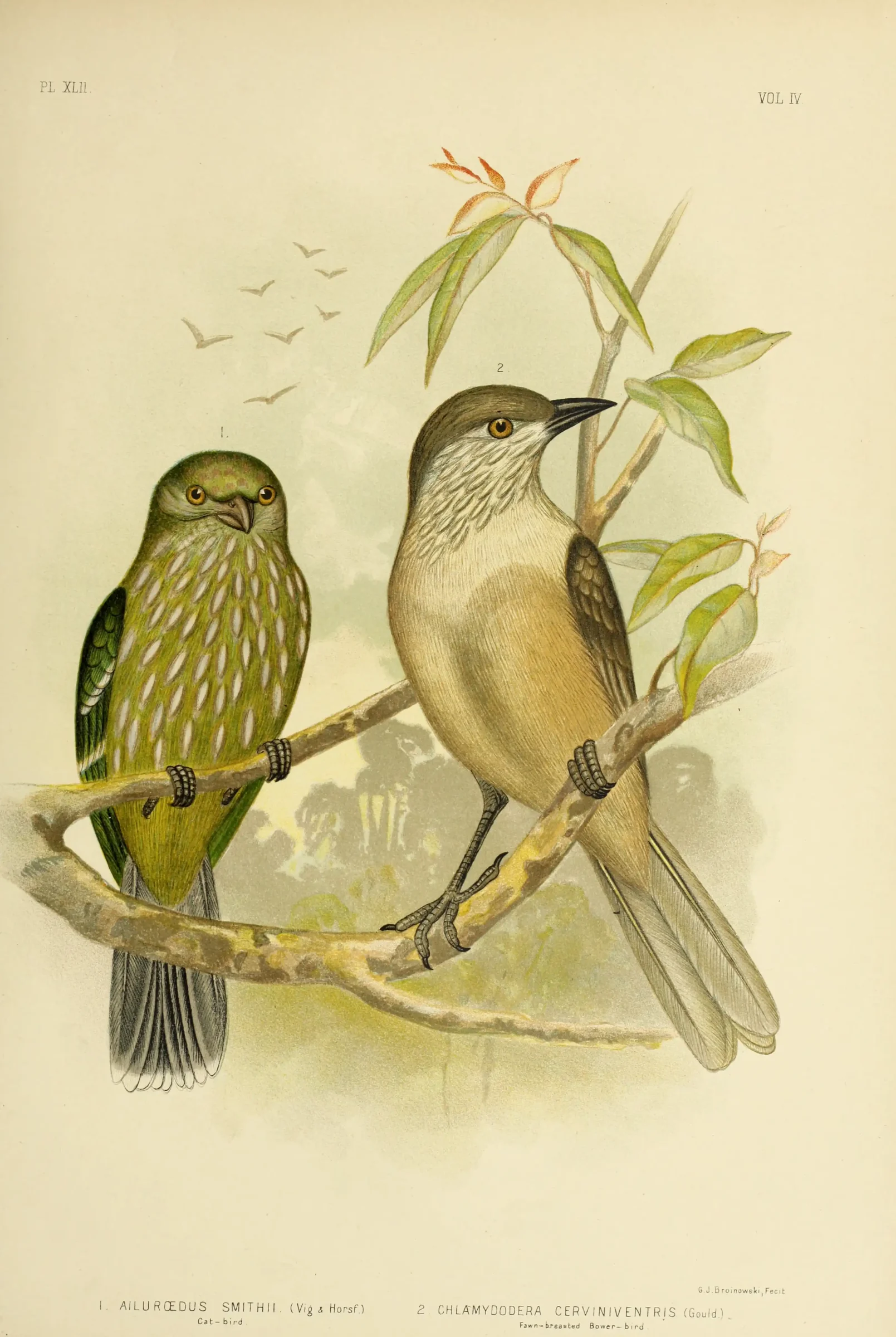 Historical bird plate: Fawn-breasted Bowerbird