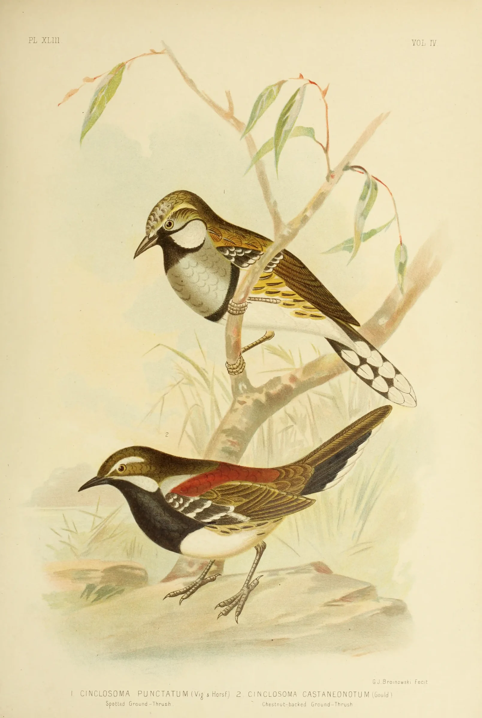 Historical bird plate: Chestnut Quail-thrush