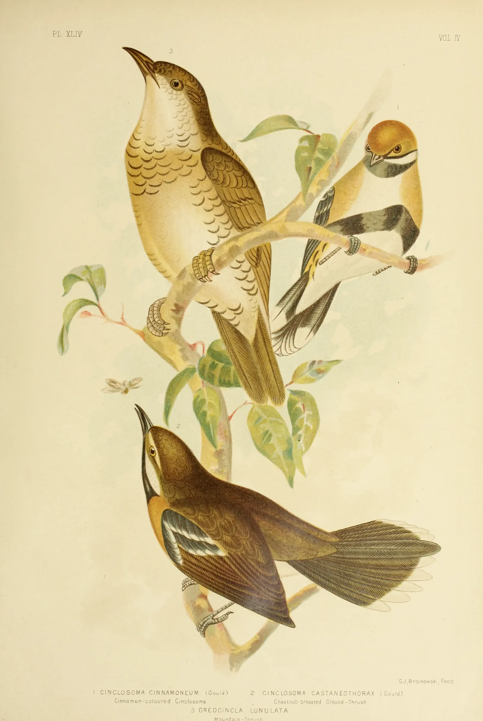 Historical bird plate: Bassian Thrush