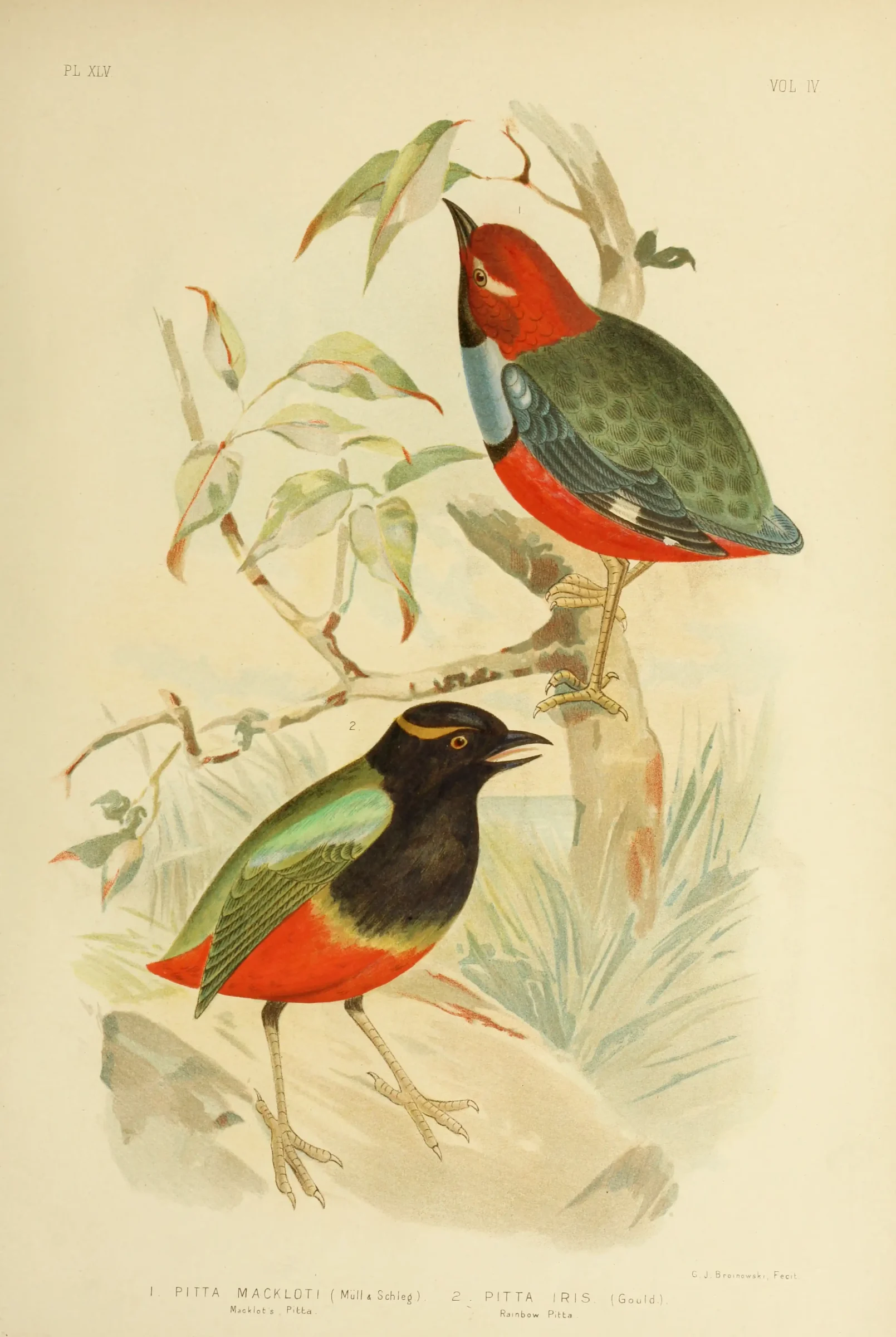 Historical bird plate: Papuan Pitta
