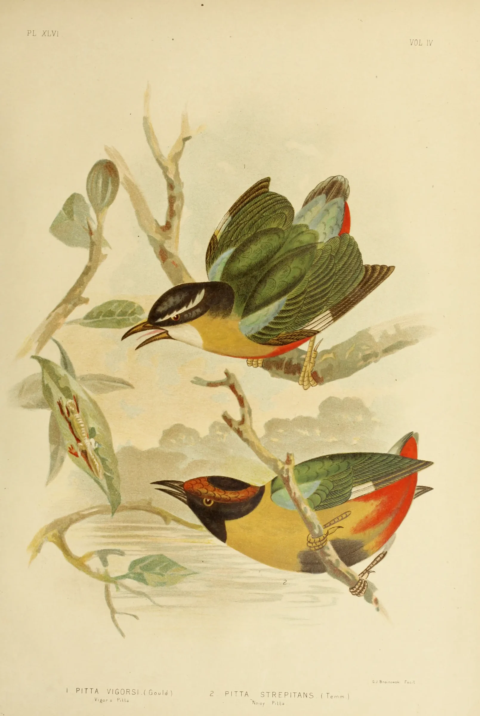Historical bird plate: Noisy Pitta