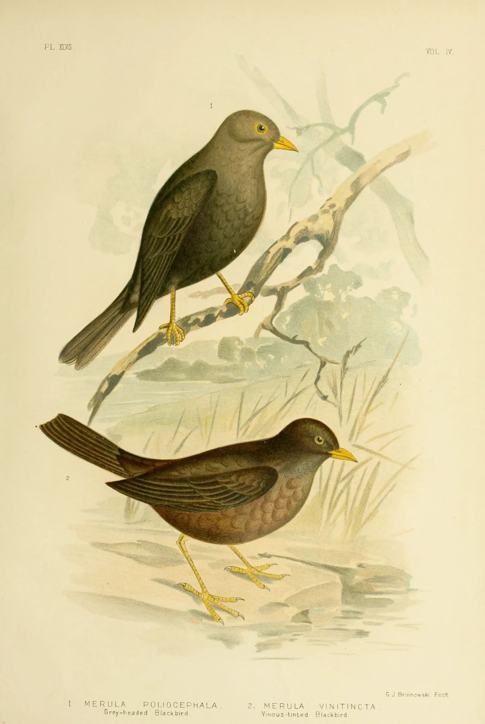 Historical bird plate: Tasman Sea Island Thrush